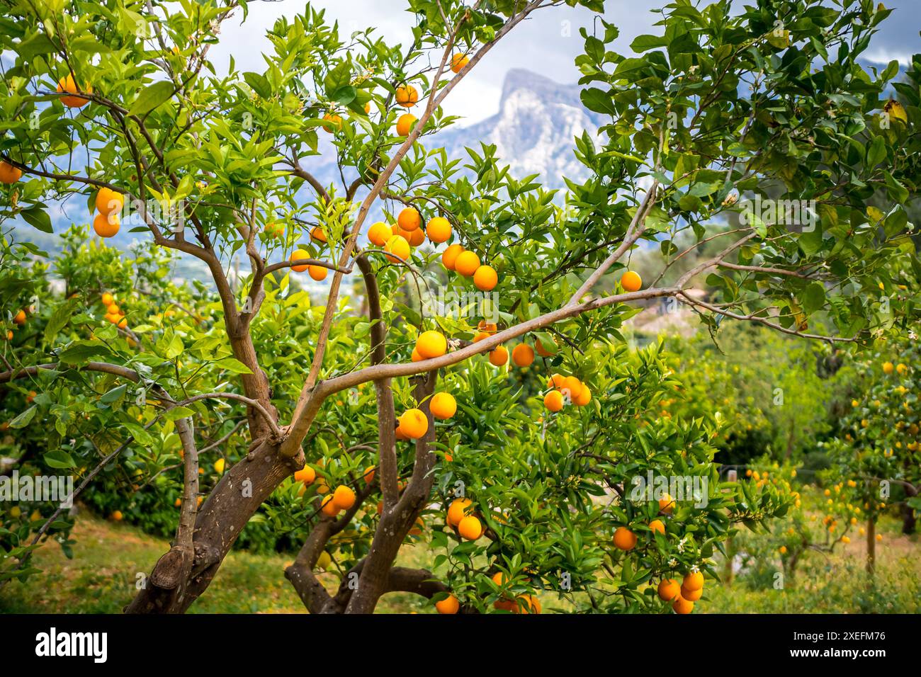 Kleiner Orangenbaum mit Reifen Orangen, bereit für die Ernte im Sóller-Tal innerhalb der Serra de Tramuntana auf Mallorca. Stockfoto