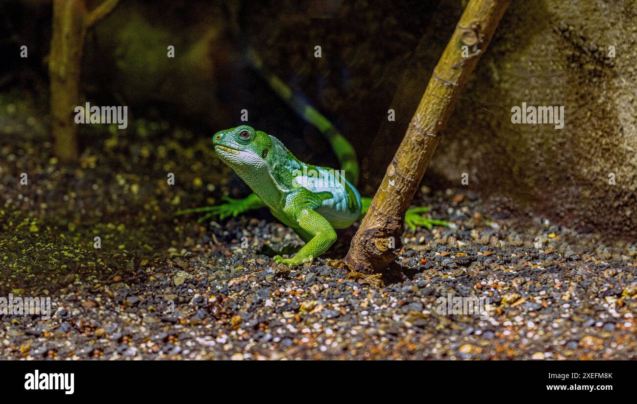 Lau-Bänderleguan (Brachylophus fasciatus). Endemisch auf den Lau-Inseln im östlichen Teil des Fidschi-Archipels Stockfoto