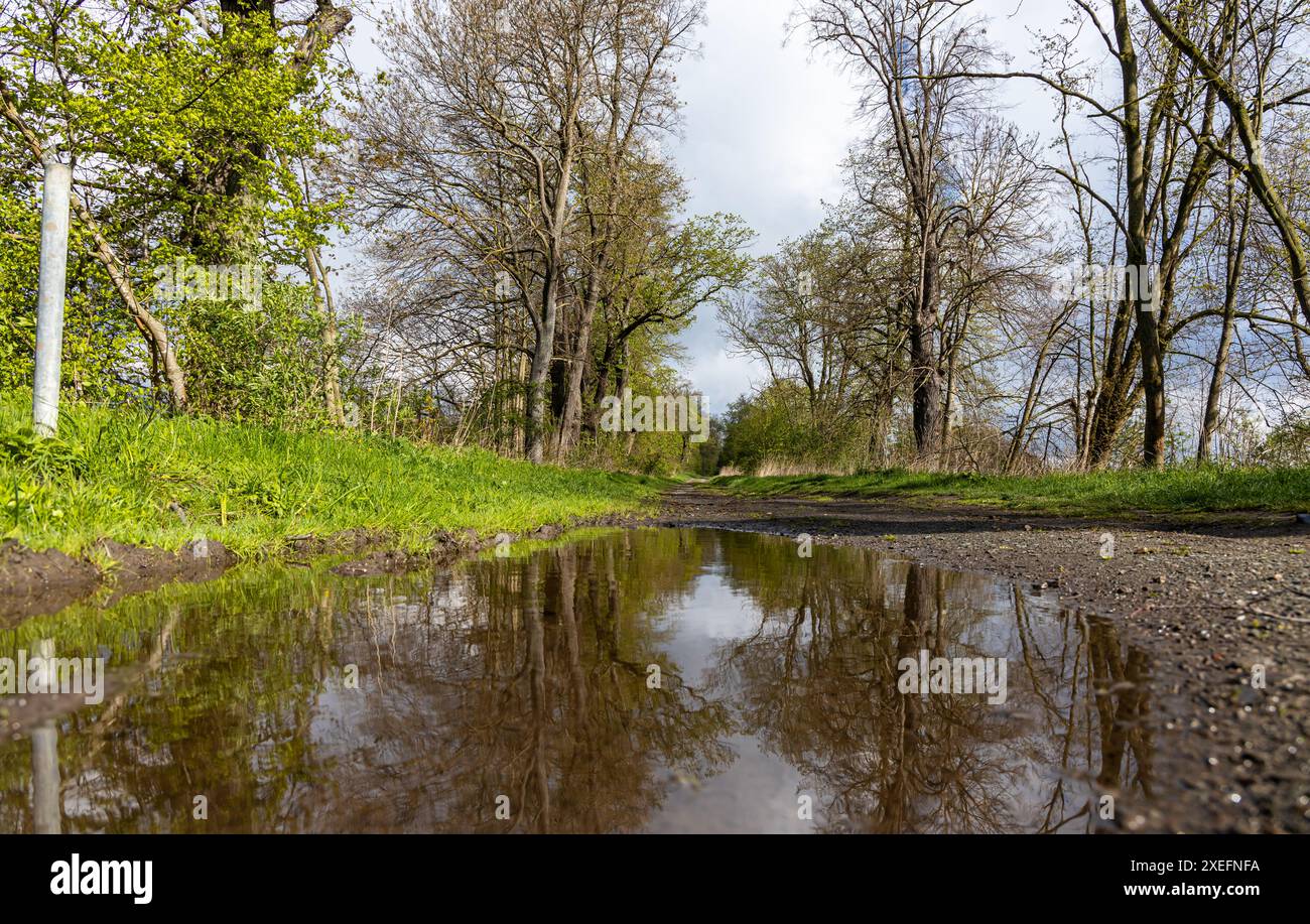 Feldweg mit großer Pfütze im Wald Stockfoto