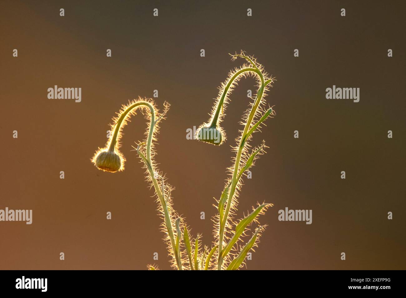 Trichome auf dem Stamm einer Wildblume mit Knospen, Calden Forest, La Pampa Argentina Stockfoto
