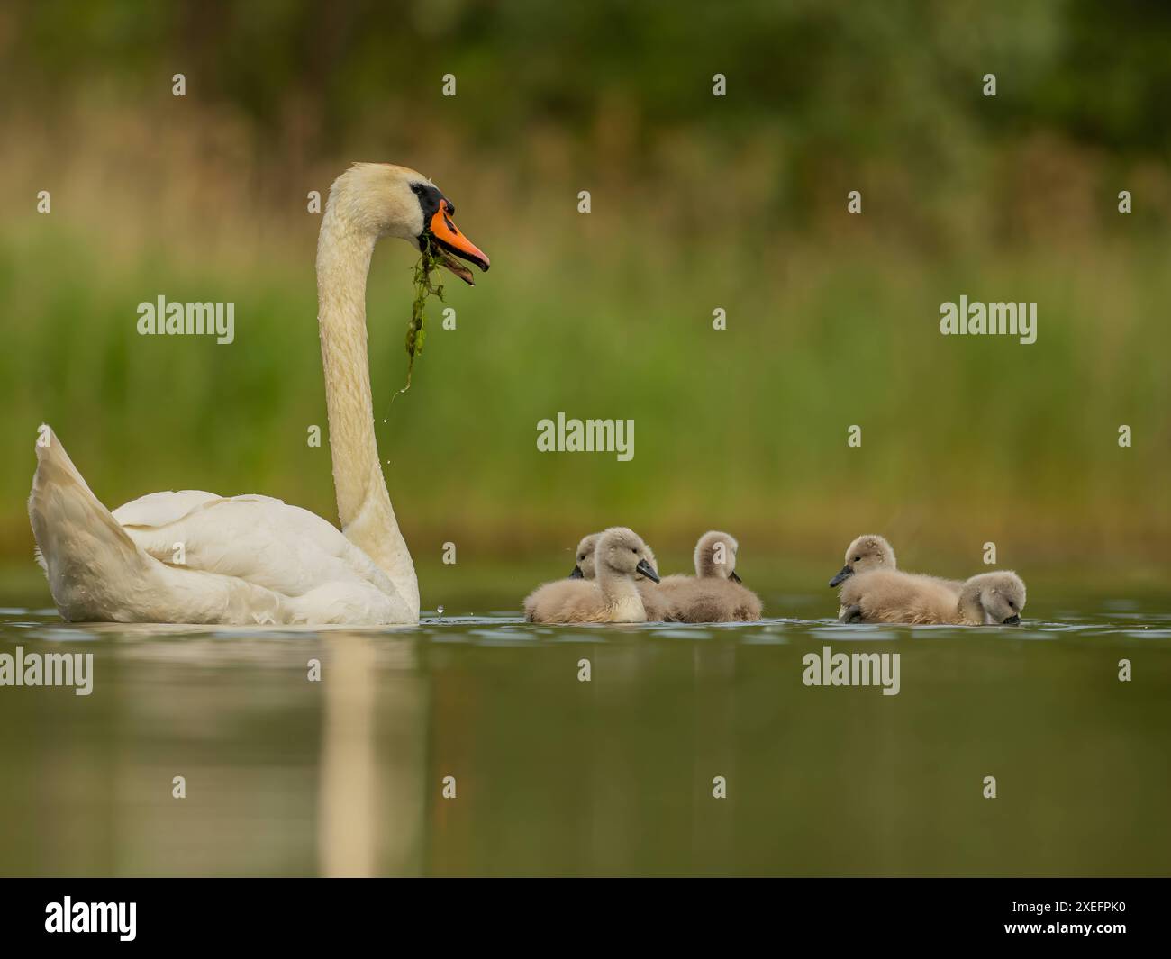 Stummer Schwan für Erwachsene mit Babys auf dem Wasser, Nahaufnahmen, grüne Landschaft. Stockfoto