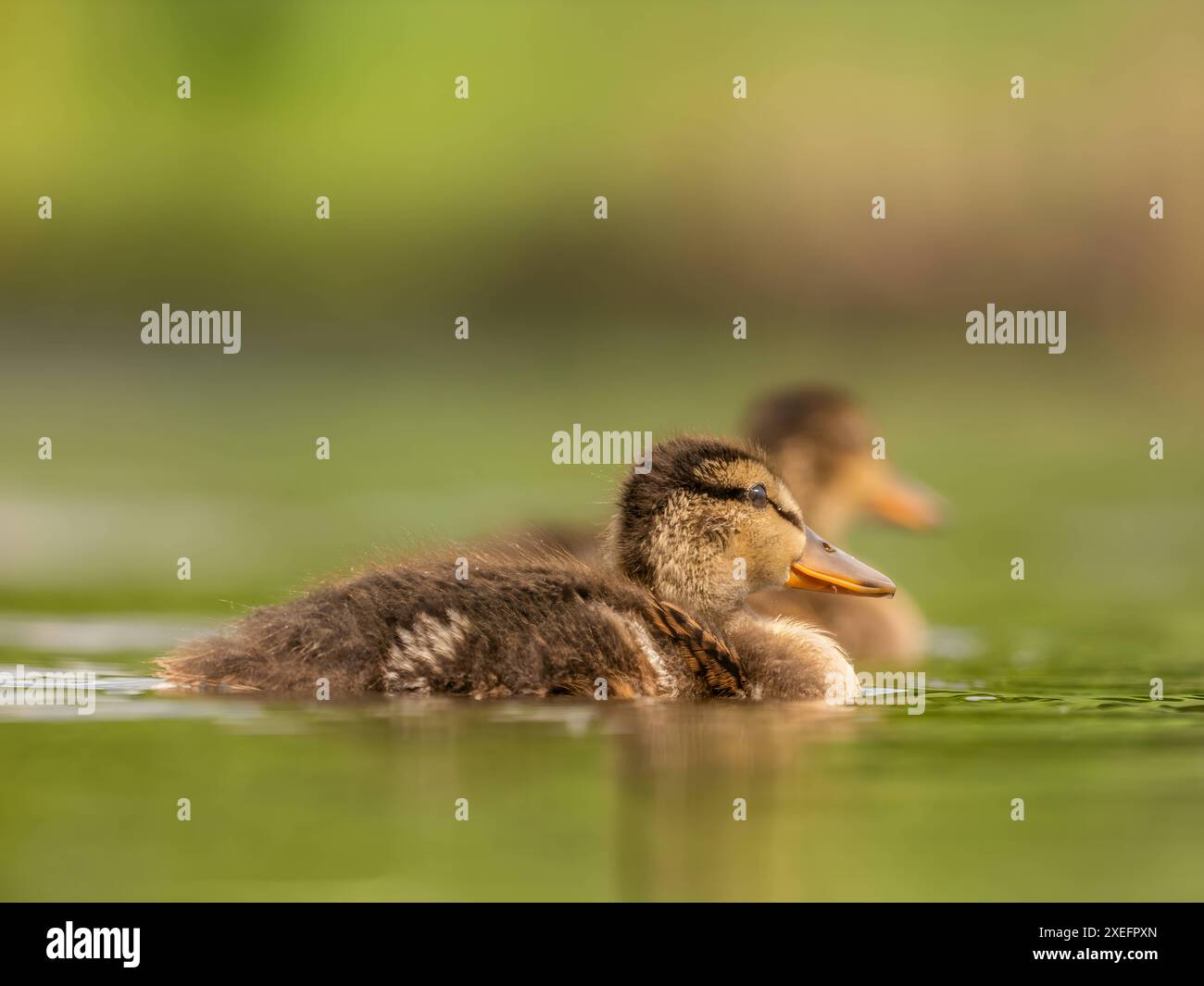 Junge wilde Ente schwimmt auf dem Wasser. Stockfoto