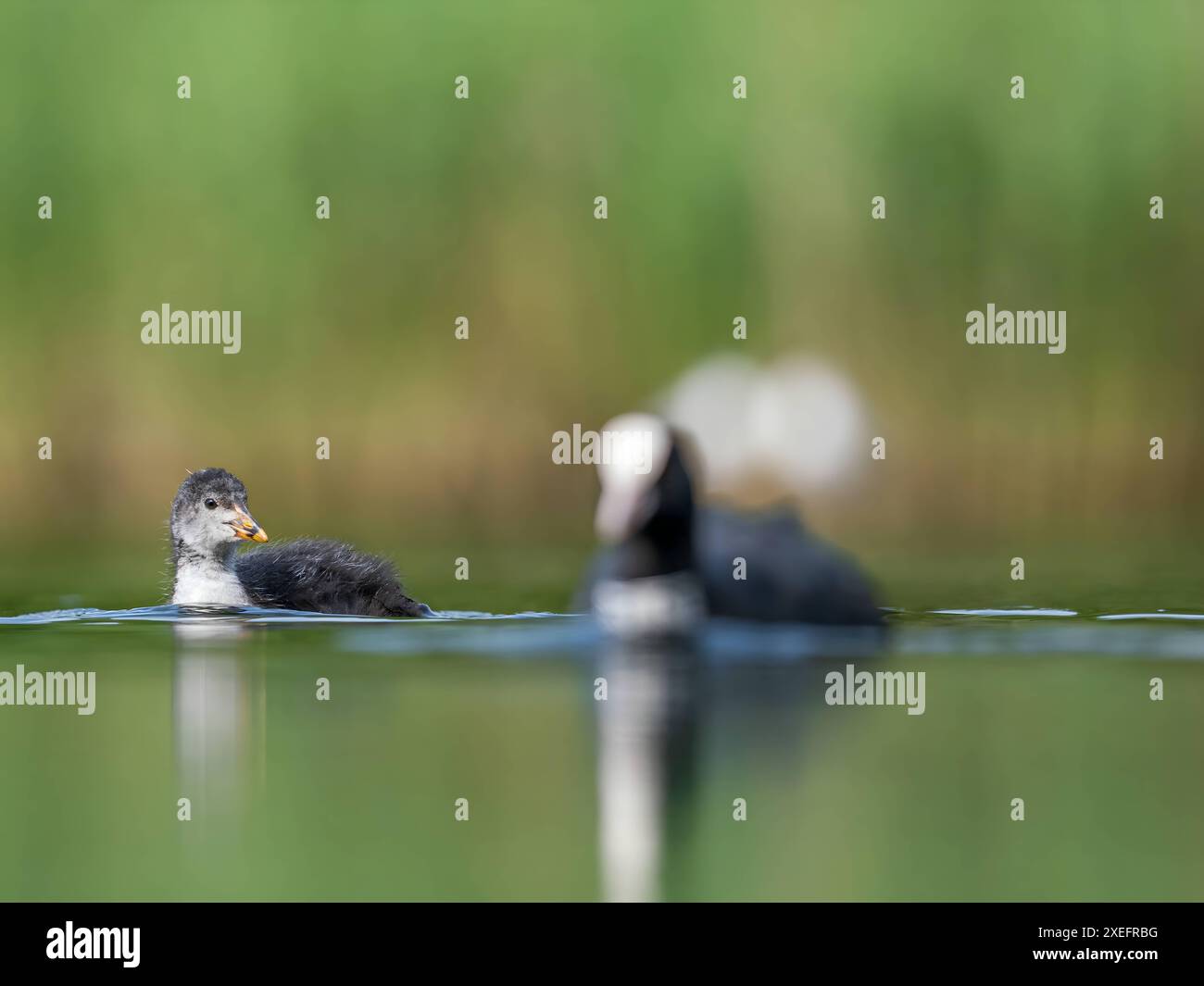 Wilde Enten und eurasische Kot schwimmen auf dem Wasser in einer grünen Umgebung. Stockfoto