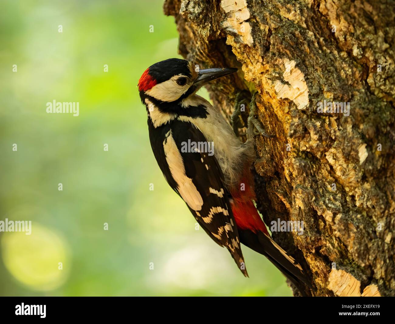 Das pulsierende Grün bildet die Kulisse für den majestätischen Anblick eines Woodpeckers mit großem Fleck, der auf einer Birke liegt und hell erstrahlt. Stockfoto