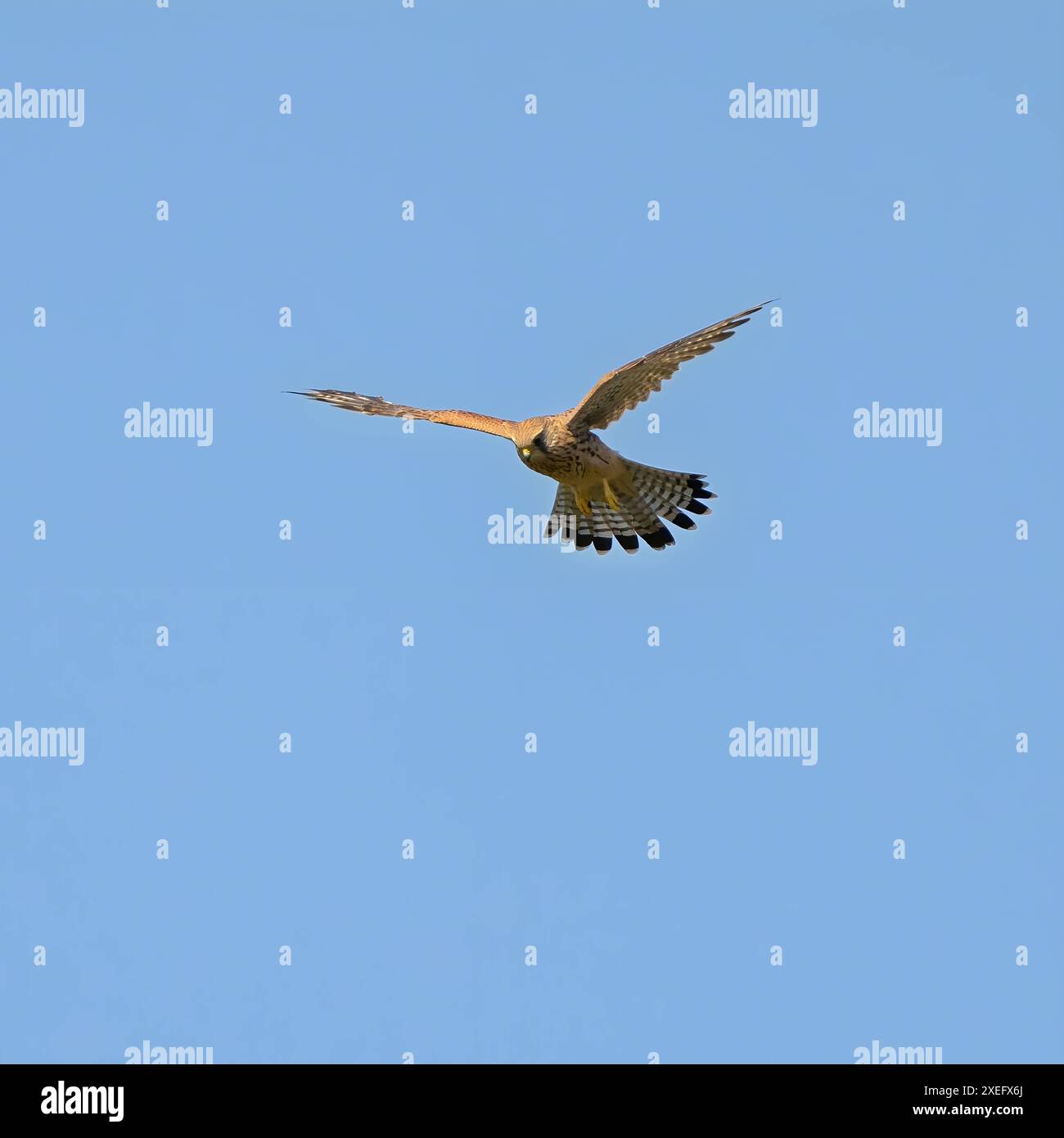 Ein gewöhnliches Falke im Flug gegen den Himmel. Stockfoto