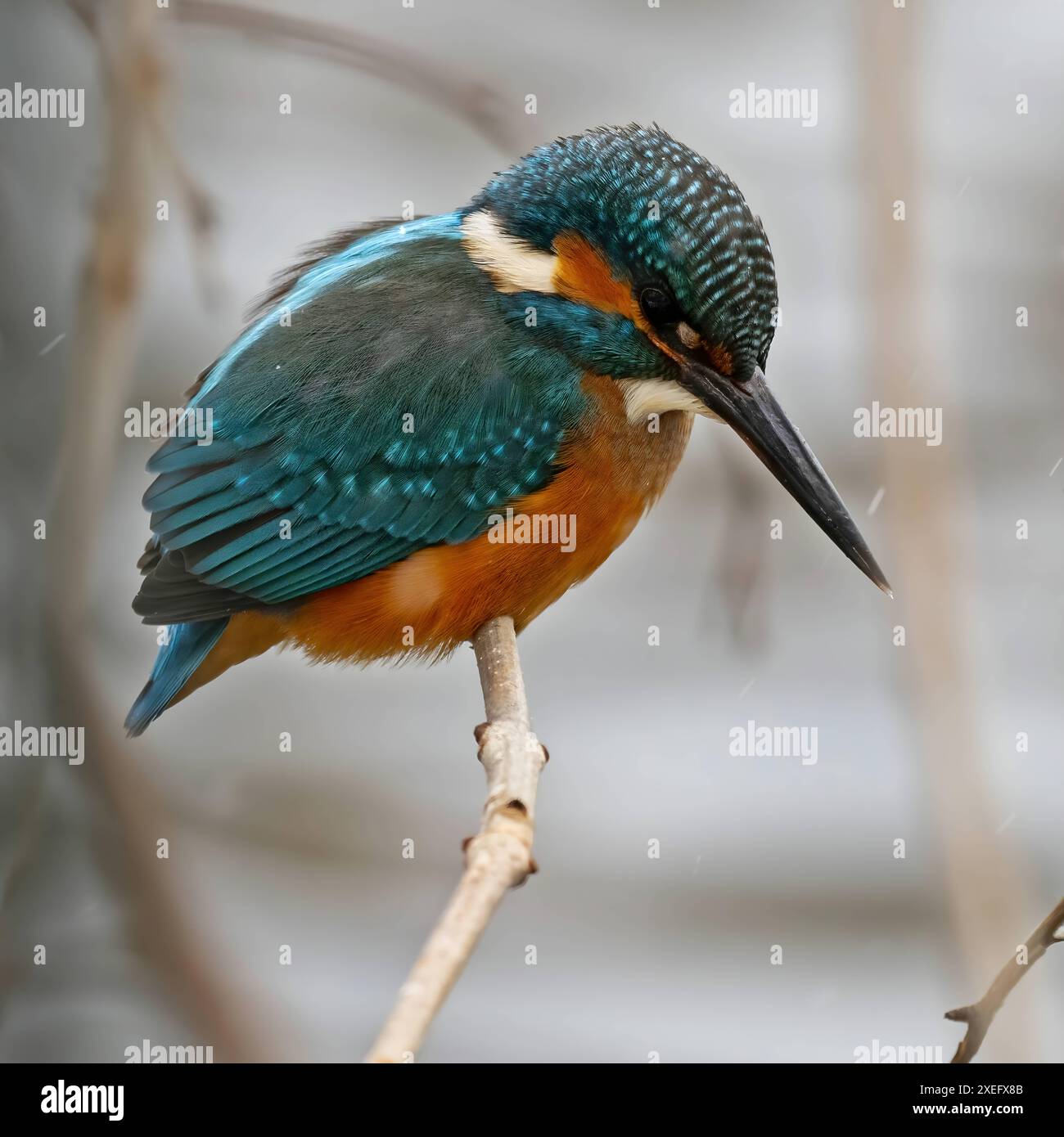 Gewöhnlicher Königsfischer auf einem Zweig, Nahaufnahme, verschwommener Hintergrund. Stockfoto