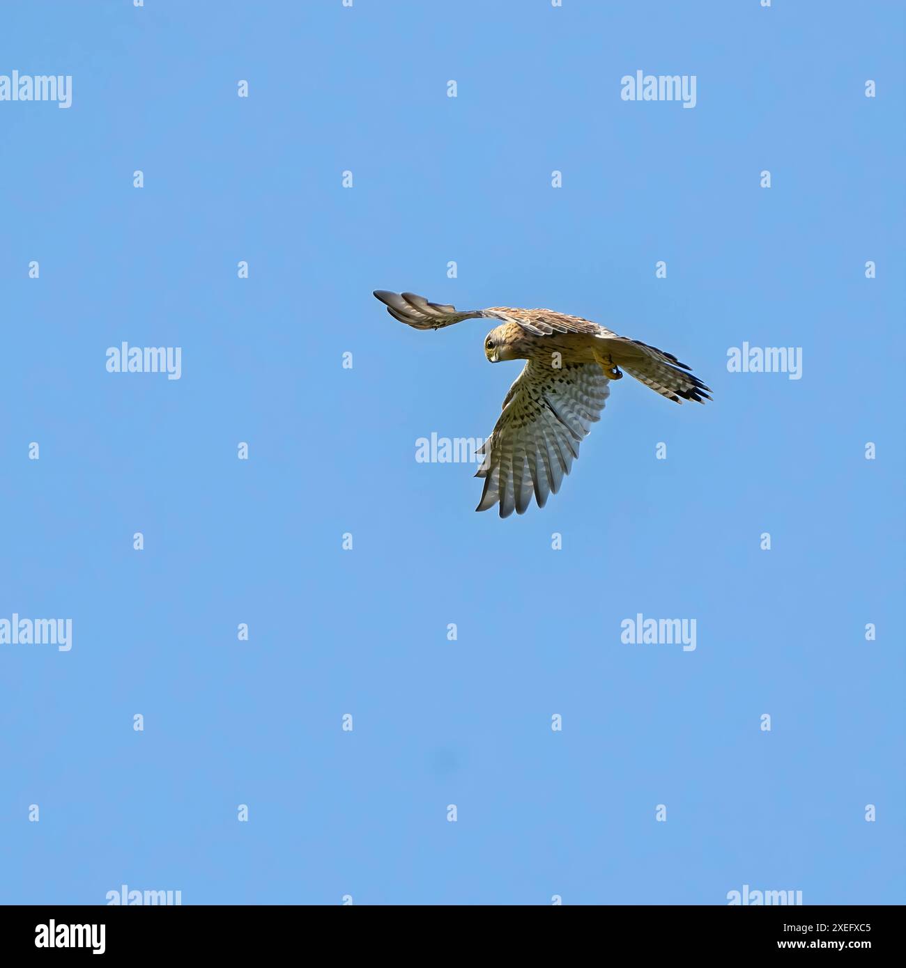 Ein gewöhnliches Falke im Flug gegen den Himmel. Stockfoto