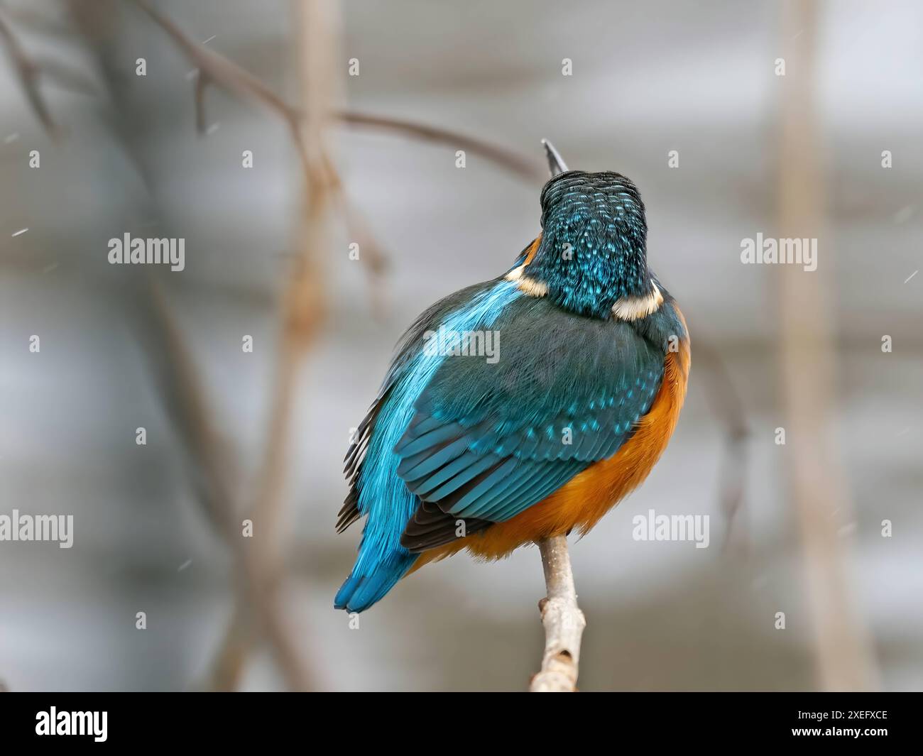Gewöhnlicher Königsfischer auf einem Zweig, Nahaufnahme, verschwommener Hintergrund. Stockfoto