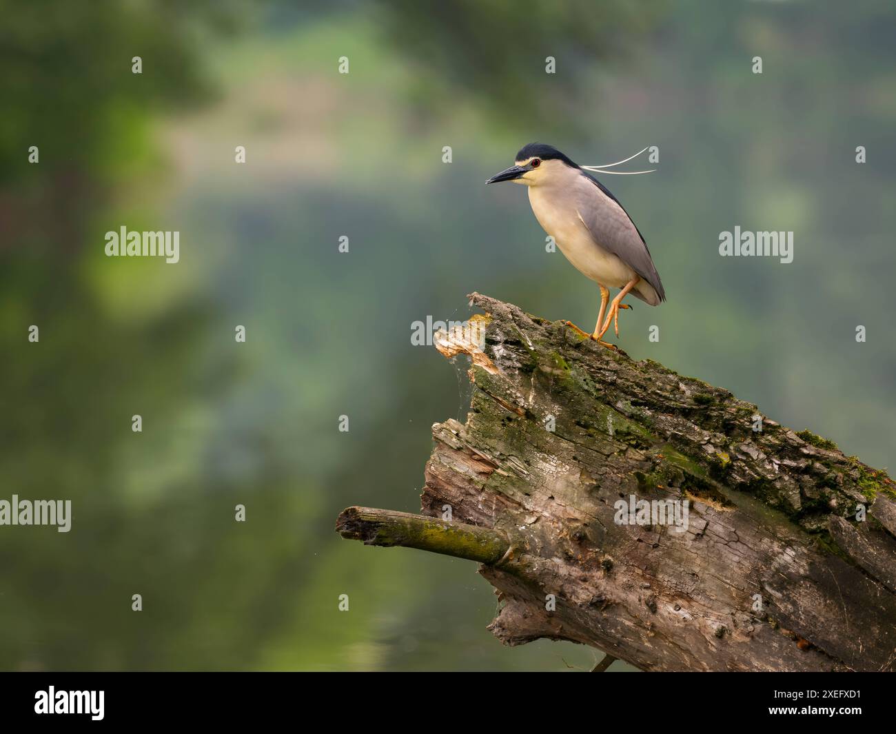 Schwarzkronen-Nachtreiher auf dem Stamm eines umgestürzten Baumes. Stockfoto