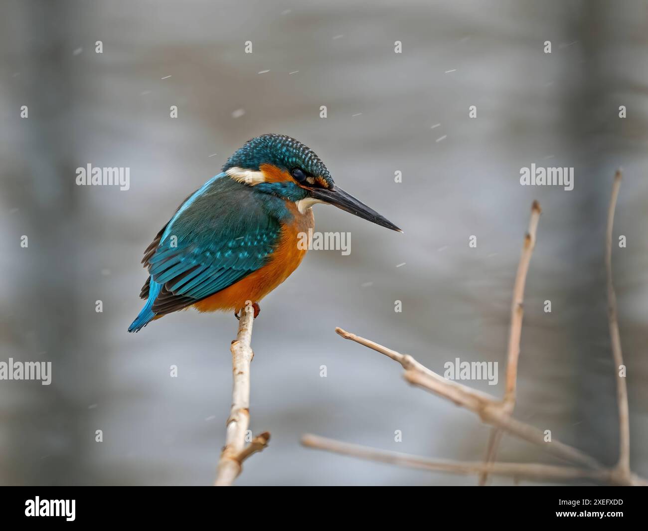 Gewöhnlicher Königsfischer auf einem Zweig, Nahaufnahme, verschwommener Hintergrund. Stockfoto