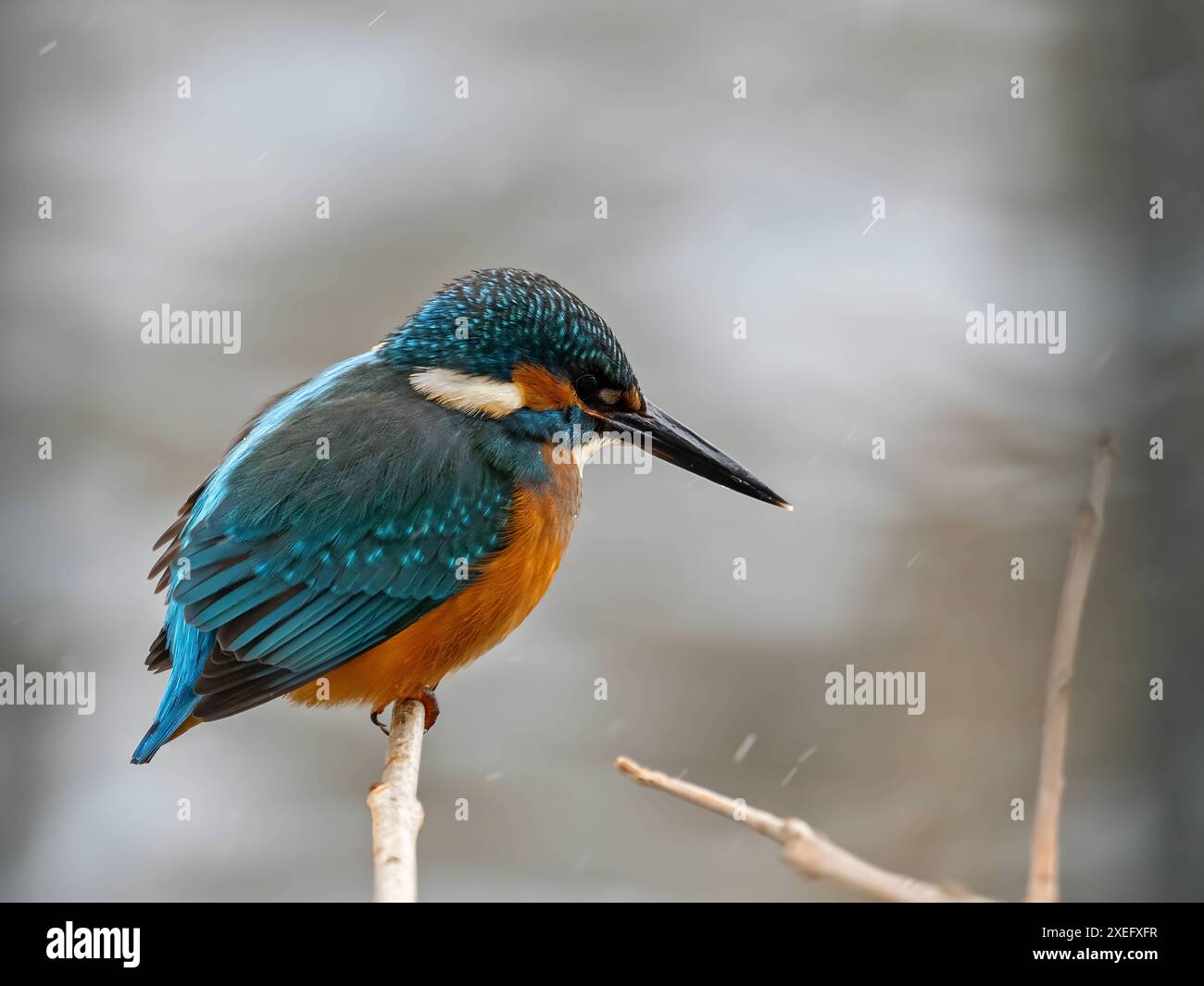 Gewöhnlicher Königsfischer auf einem Zweig, Nahaufnahme, verschwommener Hintergrund. Stockfoto