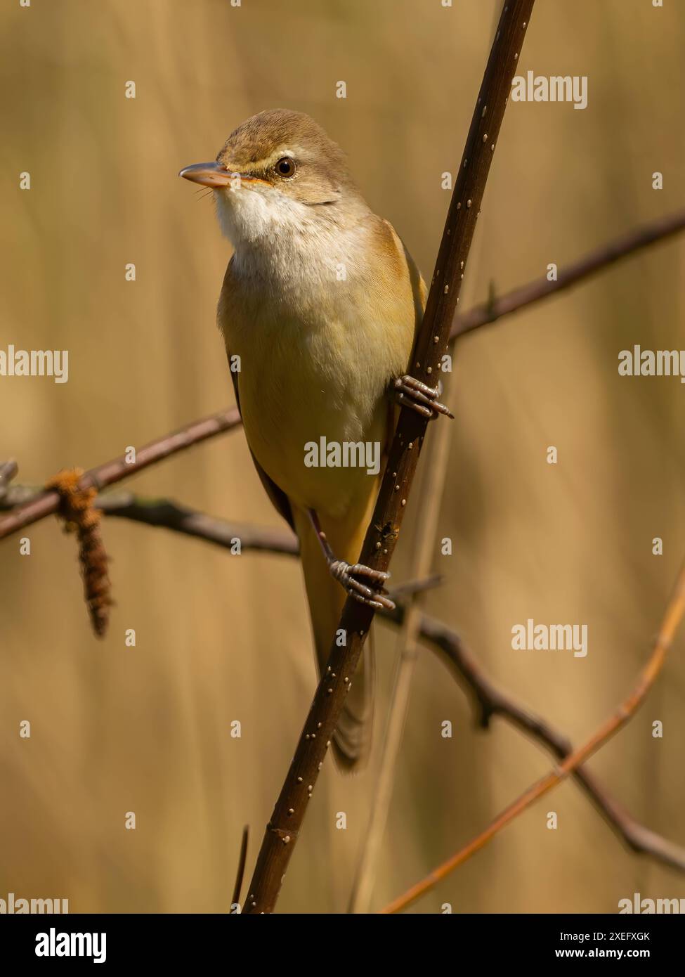 Großer Reed Warbler auf einem Zweig, Nahaufnahme vor hellem Hintergrund. Stockfoto