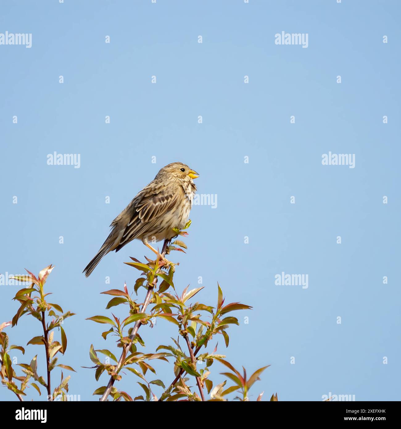 Maisböcke auf einem Zweig, Nahaufnahme zum Himmel. Stockfoto