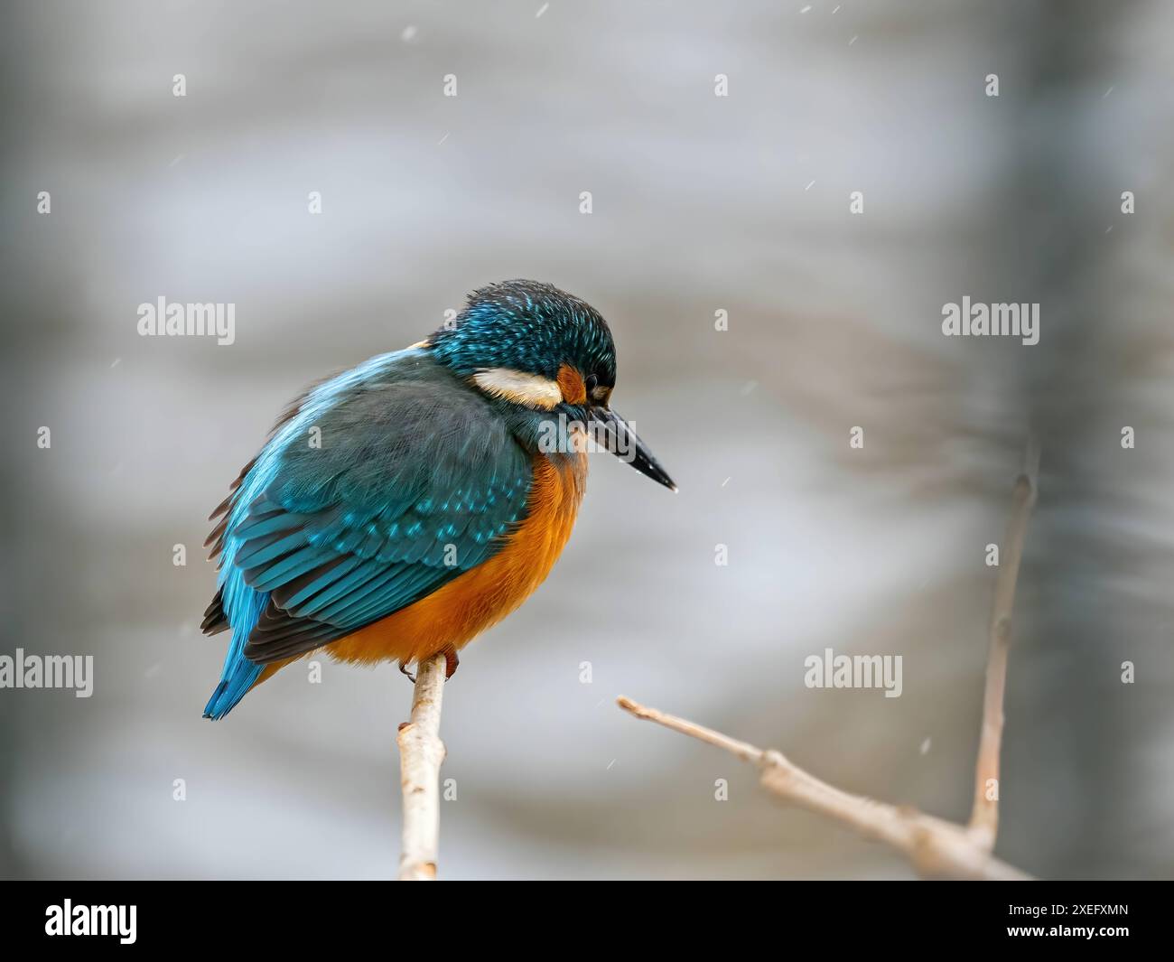 Gewöhnlicher Königsfischer auf einem Zweig, Nahaufnahme, verschwommener Hintergrund. Stockfoto