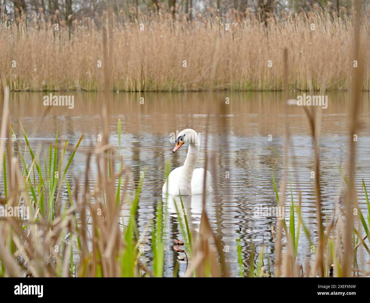 Stumm geschwungener Schwan auf dem Wasser, Nahaufnahmen, grüne Landschaft. Stockfoto