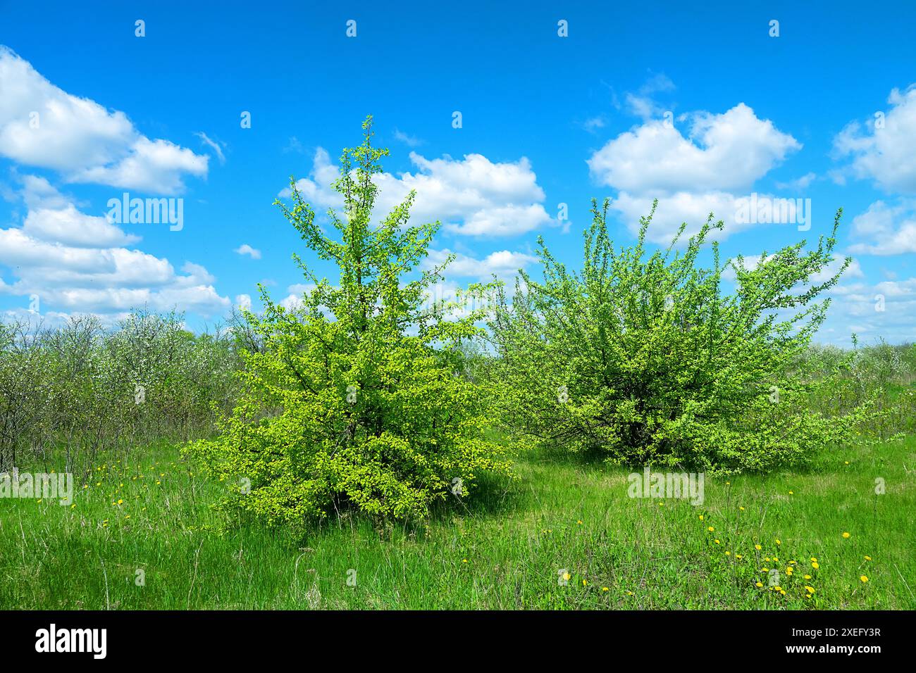 In der Waldsteppe blüht die Wildbirne Stockfoto