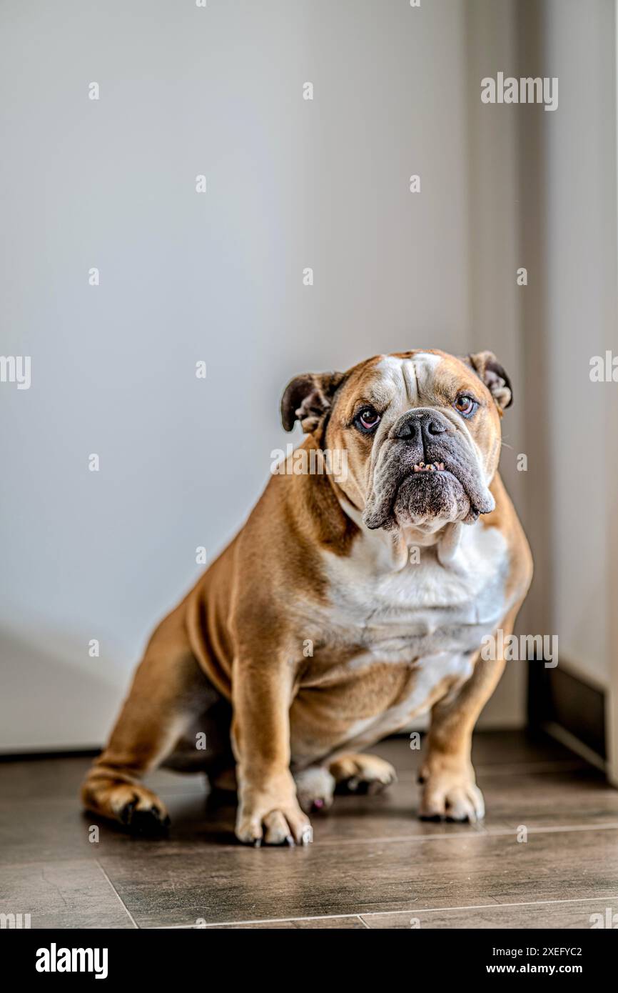 Englische Bulldogge sitzt in der Wohnung Stockfoto