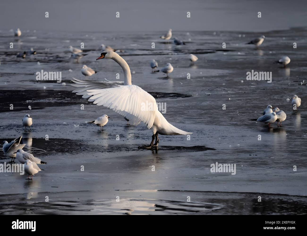 Stummer Schwan mit ausgebreiteten Flügeln und Möwen auf dem gefrorenen Wasser. Stockfoto