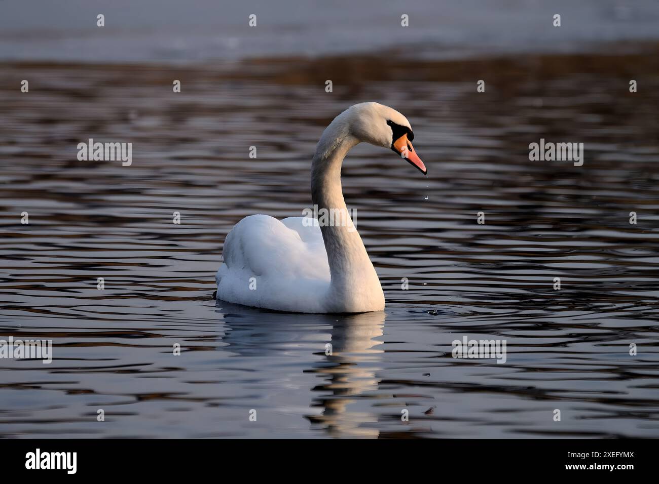 Stumm geschwungener Schwan auf dem Wasser, Nahaufnahmen, grüne Landschaft. Stockfoto