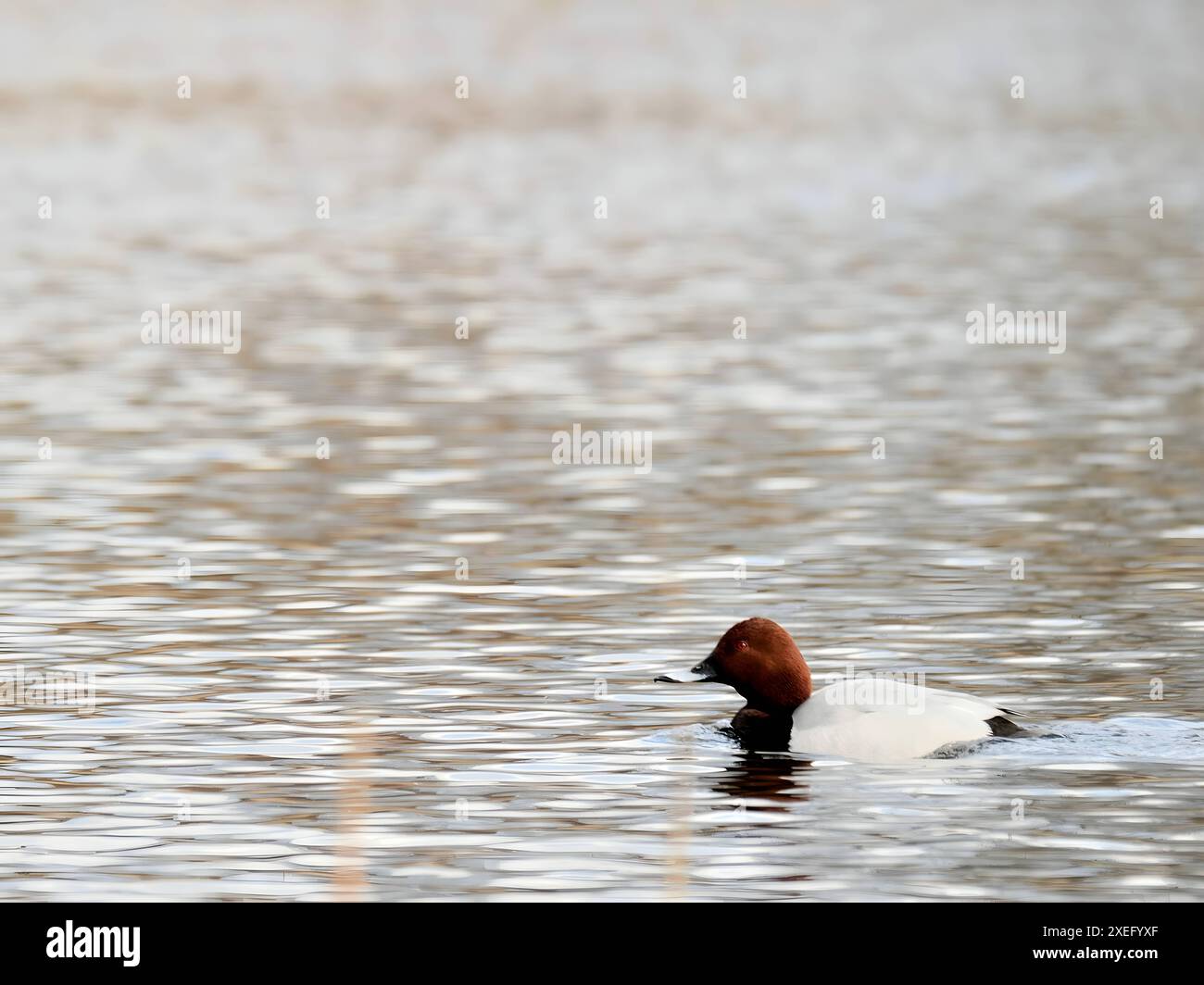 Die Pochard auf dem Wasser. Stockfoto