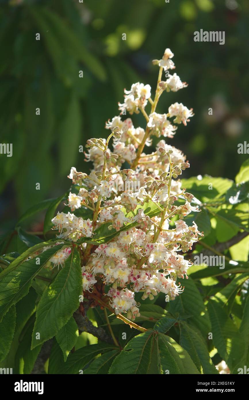 Aesculus hippocastanum, Rosskastanie Stockfoto