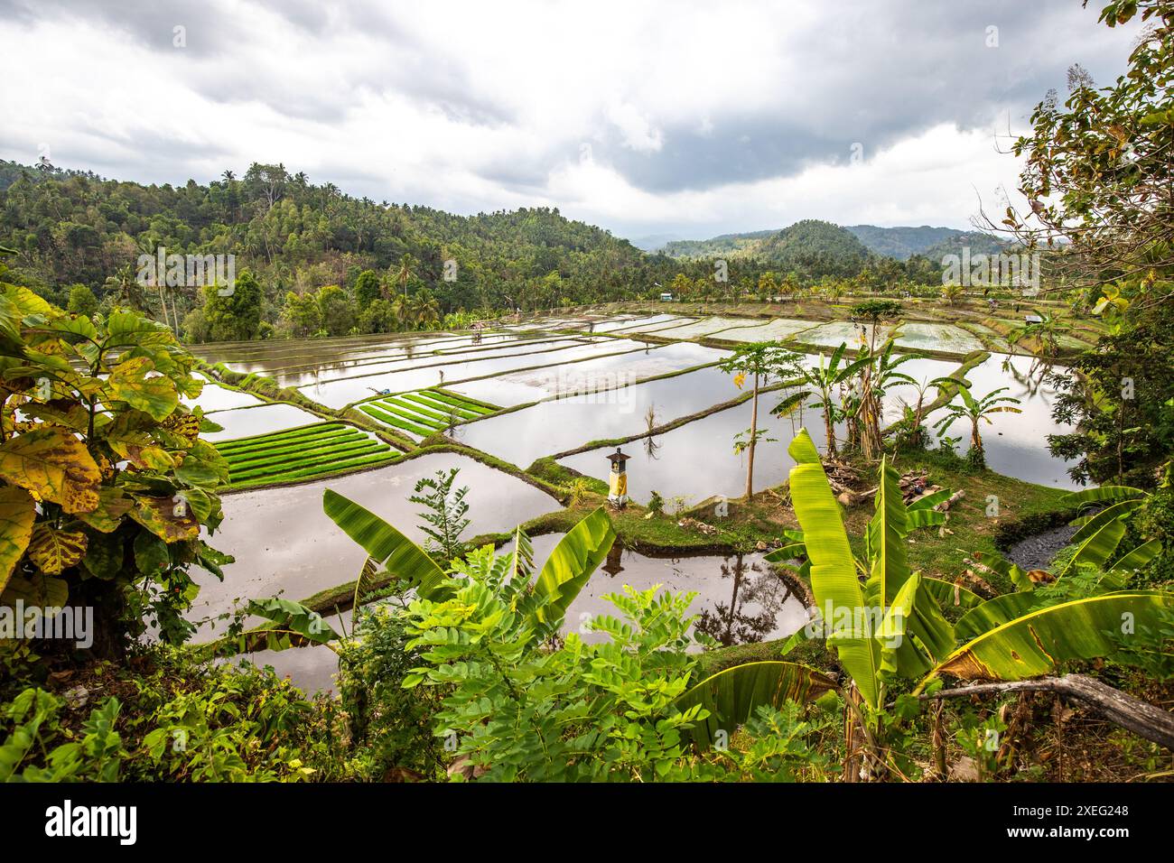 Reisterrasse in Blimbing und Pupuan. Hügelige Felder Grüne Terrassen auf Bali. Stockfoto