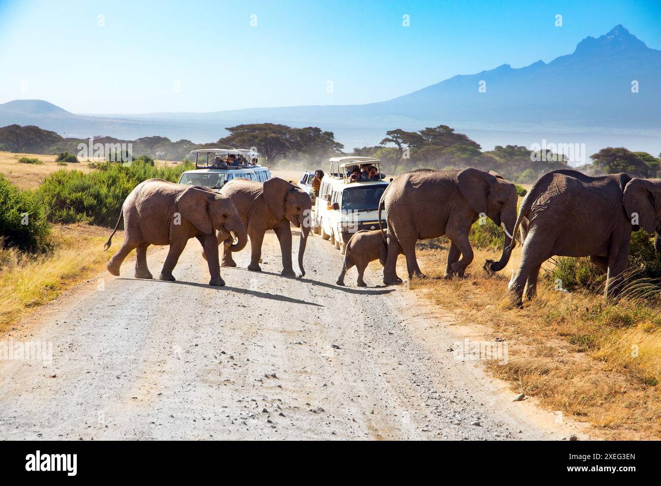 Herde von afrikanischen Elefanten Stockfoto