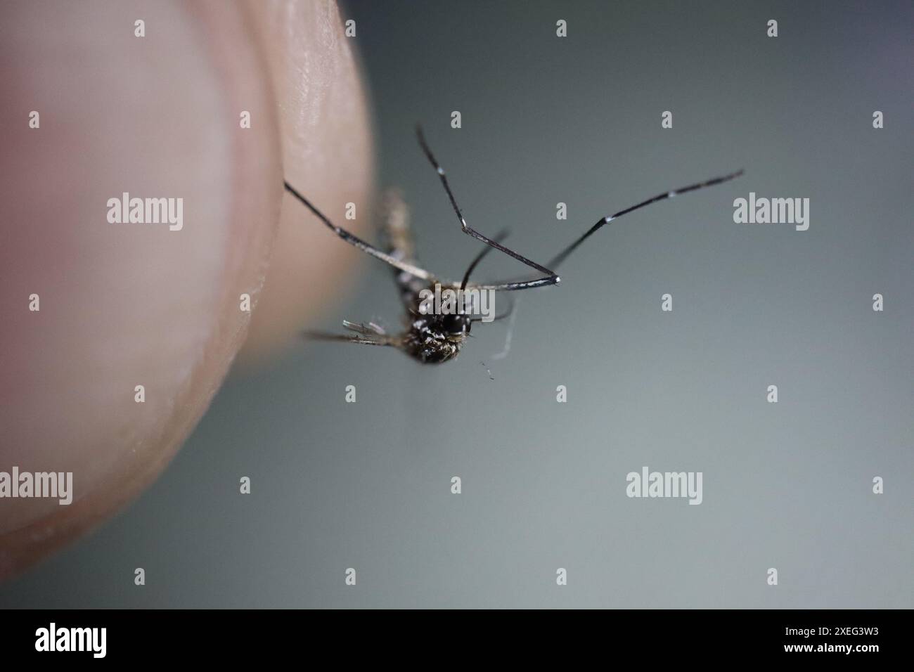 Nahaufnahme der verstorbenen aedes Dengue-Mücke, die zwischen den Fingern auf grauem Hintergrund eingeklemmt wurde. Hochwertige Fotos. Dengue-Sender. Aedes. Stockfoto