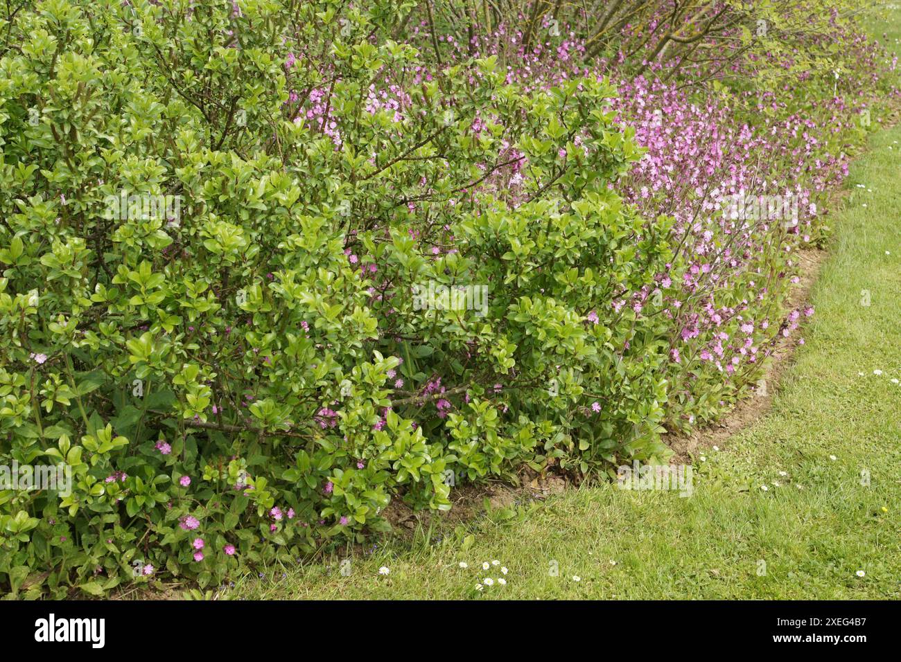 Salix Glabra, glatte Weide Stockfoto