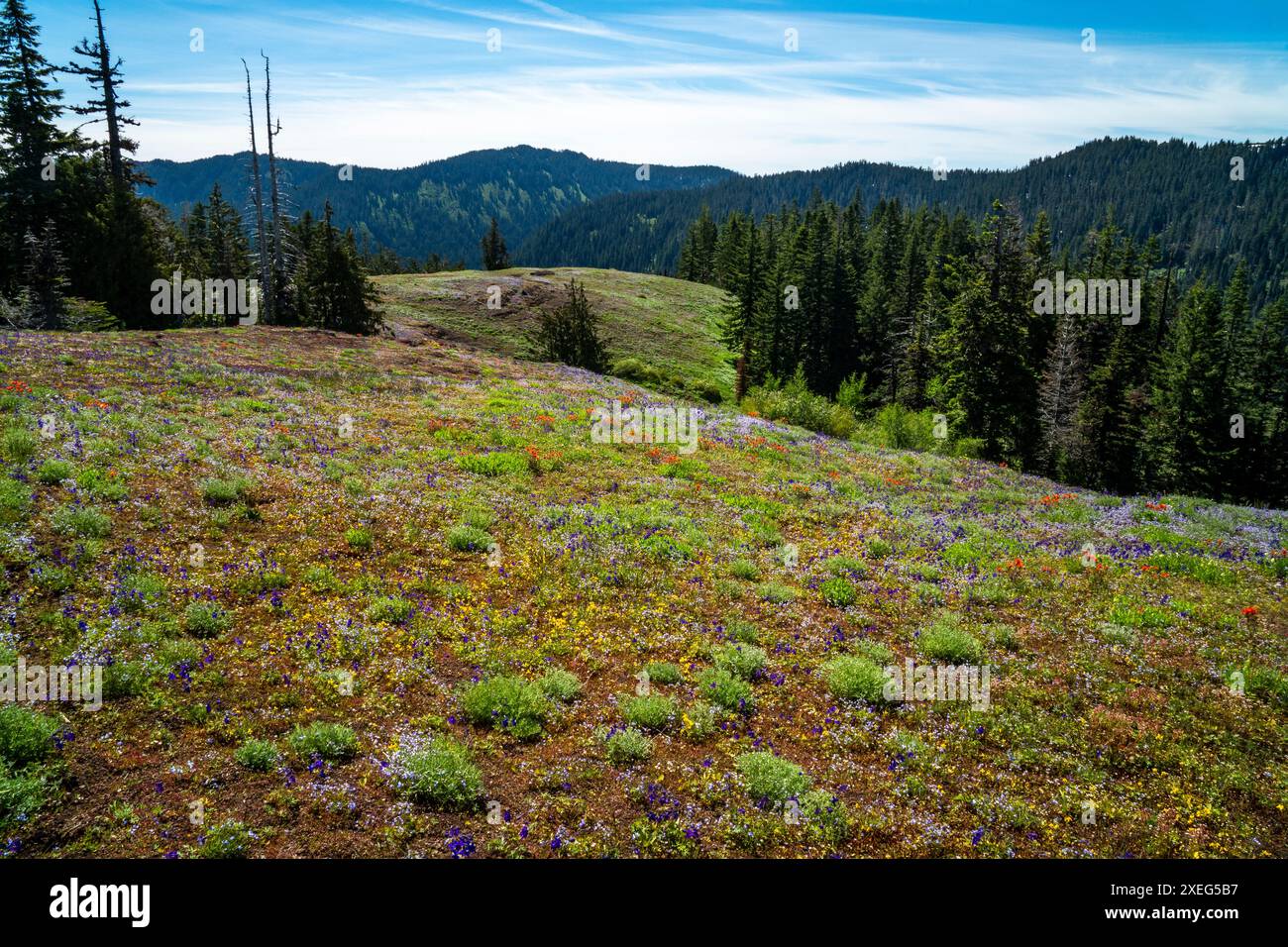 Wildblumen bedecken die Bergwiesen unterhalb des Cone Peak in den Cascade Mountains von Oregon. Stockfoto