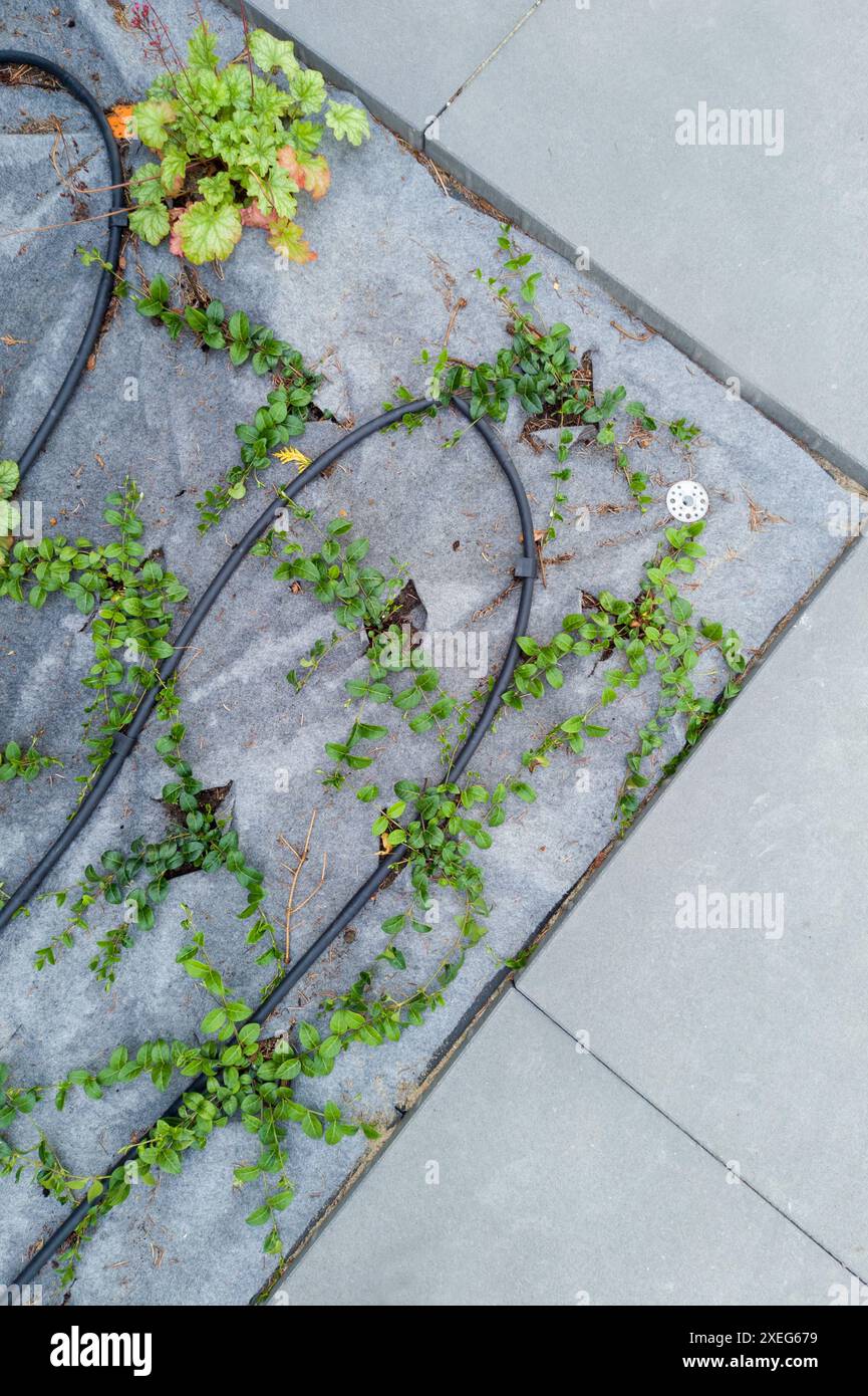 Installation Des Bewässerungssystems Für Gartenanlagen Stockfoto