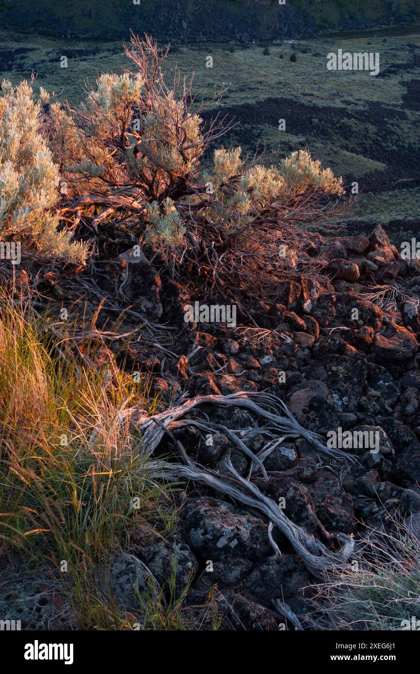 Sonnenuntergang und Mondschein am Owyhee Canyon Overlook in Oregon Stockfoto