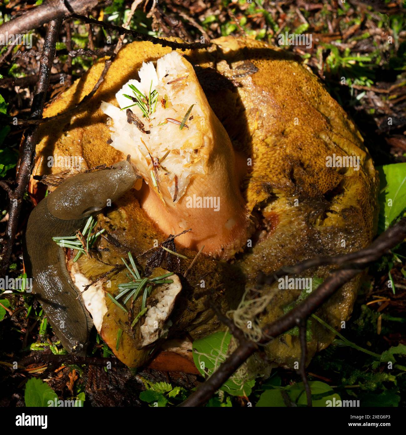 Eine große Bananenschnecke (Ariolimax columbianus), die in einem Wald in Zentral-Oregon einen großen Stachelpilz genießt. Stockfoto