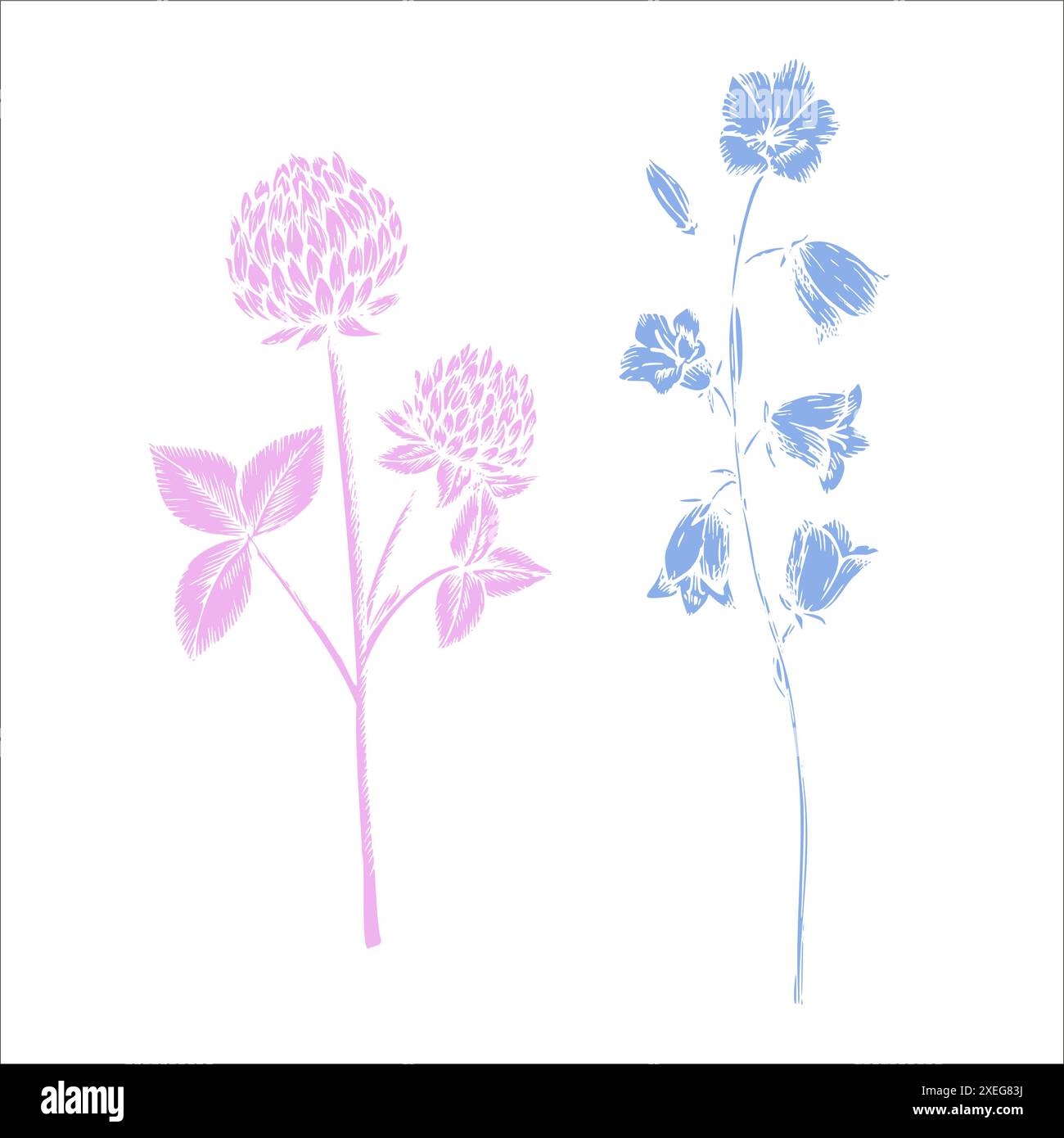 Vektorklee und Bluebell. Handbemalte Blume. Grafisches Blattbild isoliert auf Hintergrund. Botanische Illustration und Hochzeit. Für Konstrukteure Stock Vektor