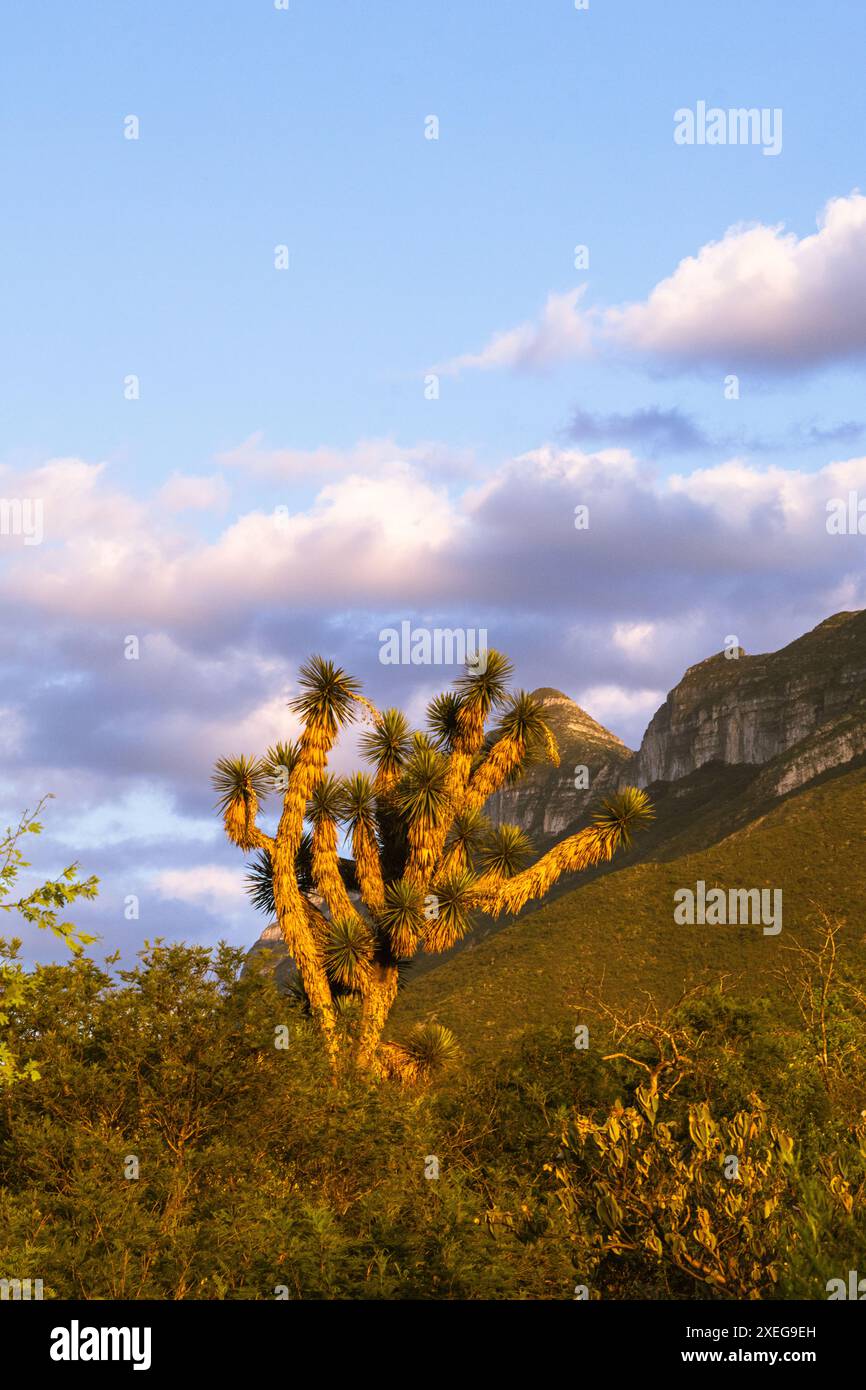 Panoramablick auf einen Sonnenuntergang auf dem Cerro de las Mitras in Monterrey, Mexiko. Stockfoto