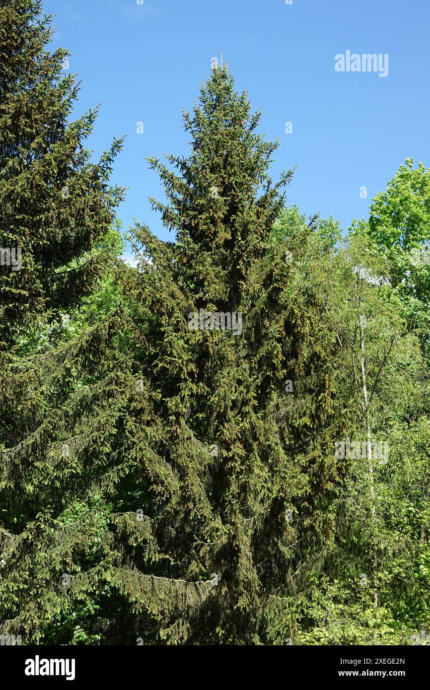 Picea abies, Fichte, junge Triebe und Blüten Stockfoto