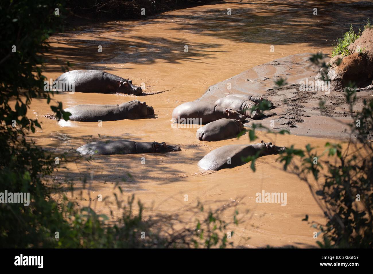 Flusspferde im Wasser. Flusspferde in Kenia entspannen sich in einem Fluss. Safari-Fotos in Afrika Stockfoto