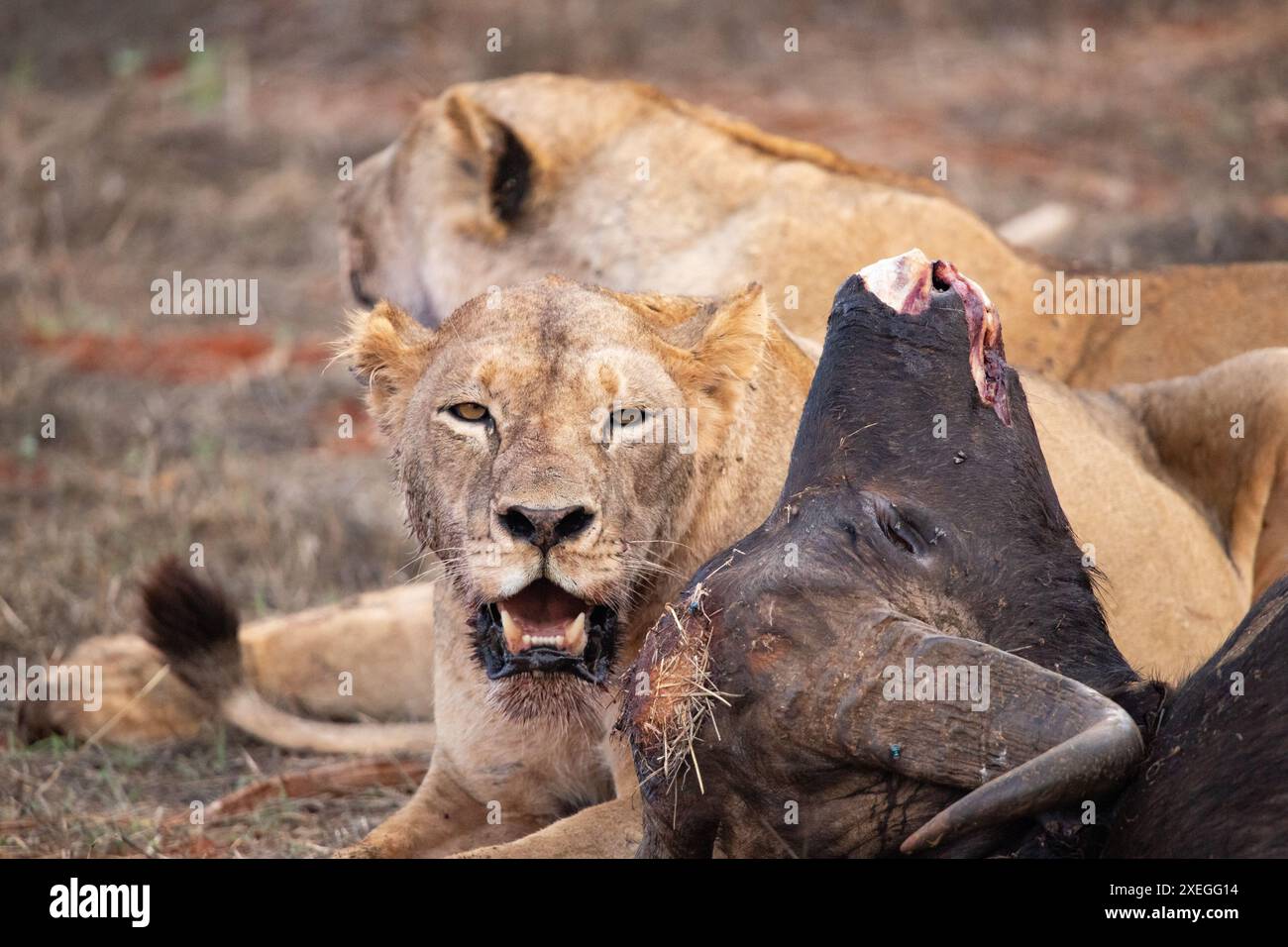 Löwe, Löwe in Kenia, Afrika auf einer Safari durch die Savanne der Nationalparks. Morgenspiel Stockfoto