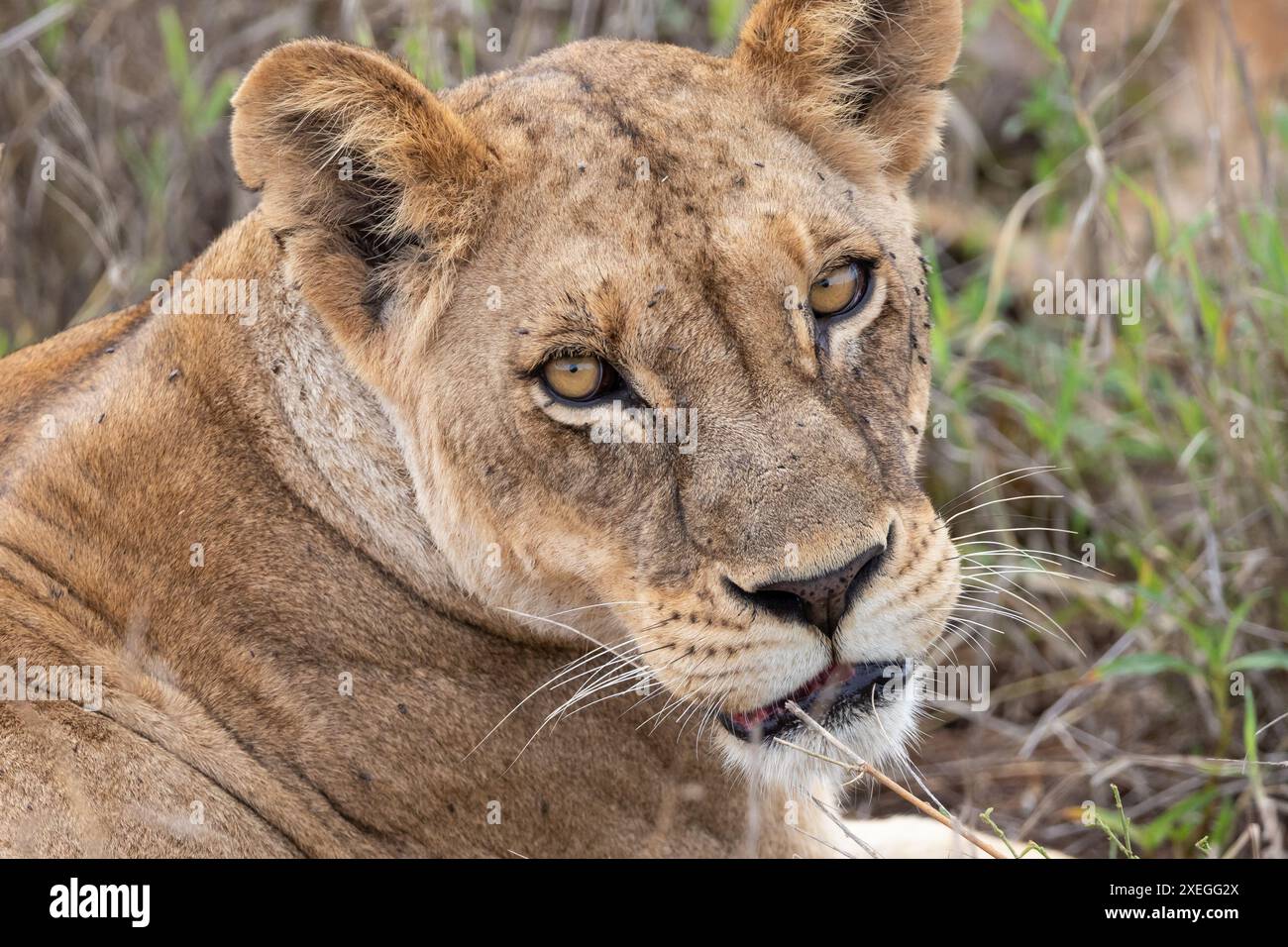 Löwe, Löwe in Kenia, Afrika auf einer Safari durch die Savanne der Nationalparks. Morgenspiel Stockfoto