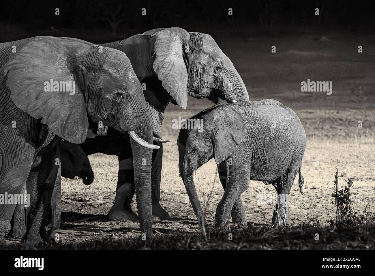 Erwachsene Elefanten mit Elefantenkalb trinken nachts aus dem Wasserloch in der Hwange Safari Lodge in Simbabwe Stockfoto