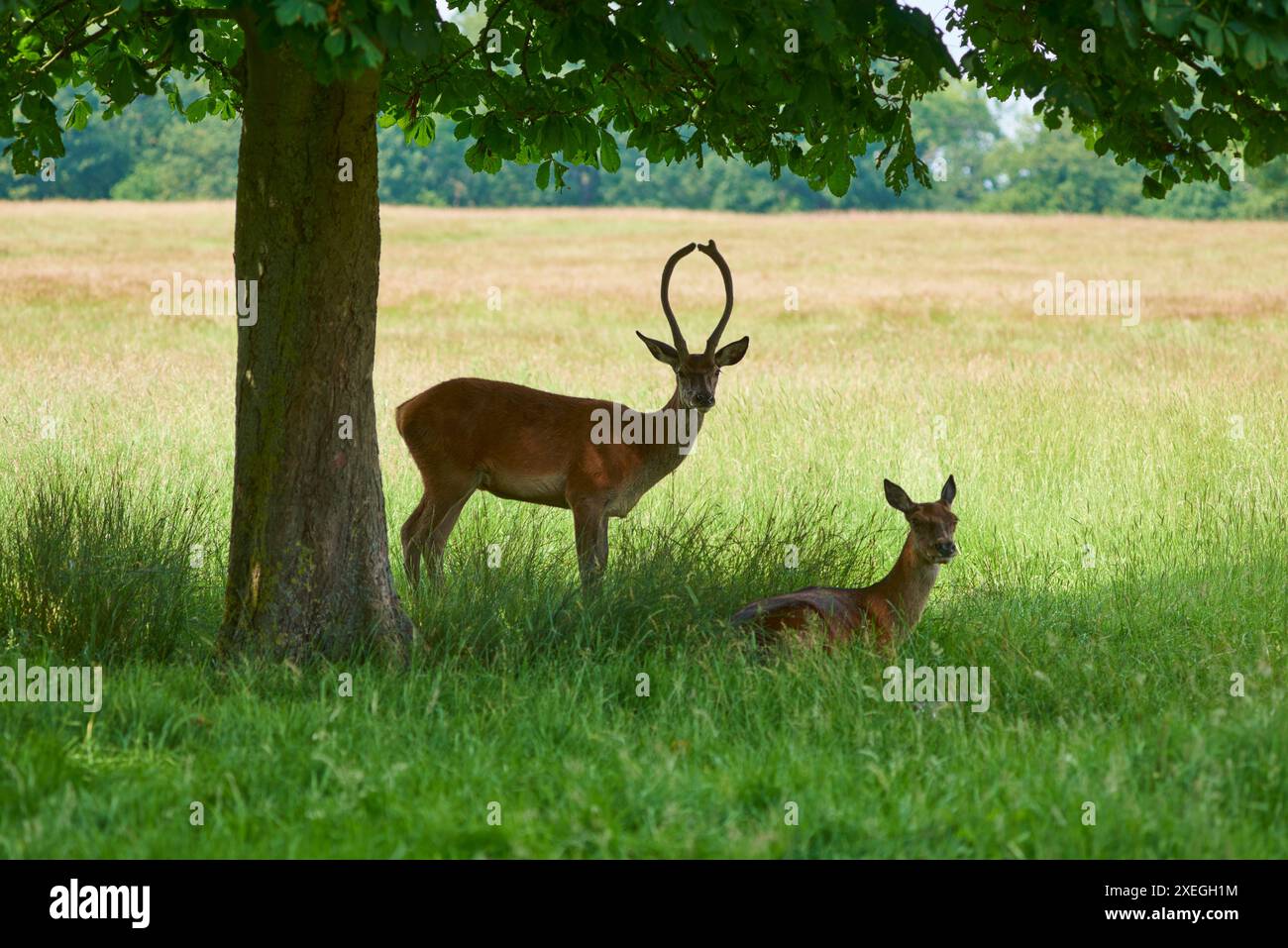 Hirsche im Richmond Park, Greater London UK, im Sommer Stockfoto