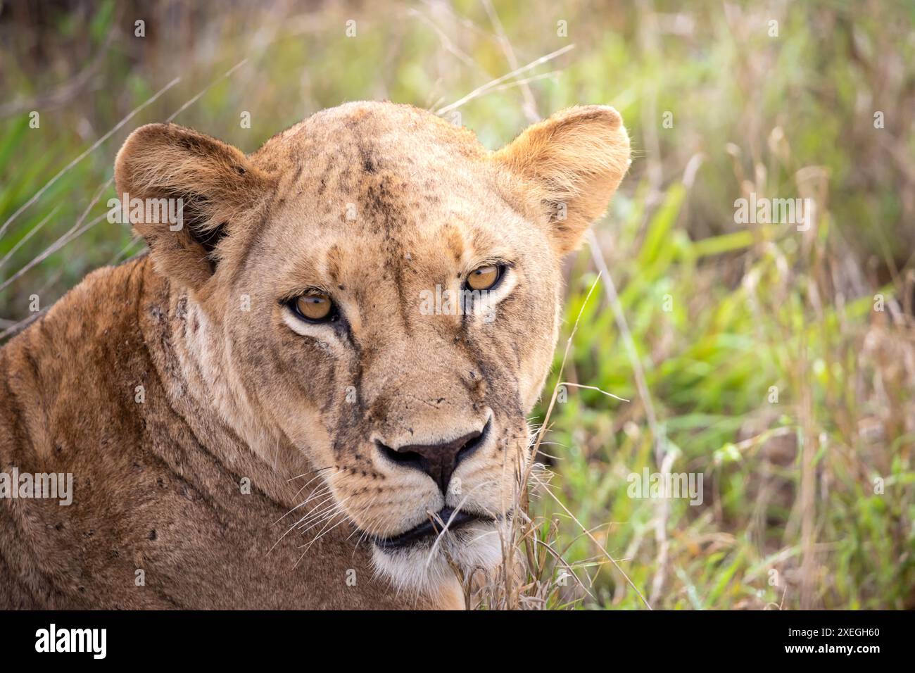 Löwe, Löwe in Kenia, Afrika auf einer Safari durch die Savanne der Nationalparks. Morgenspiel Stockfoto