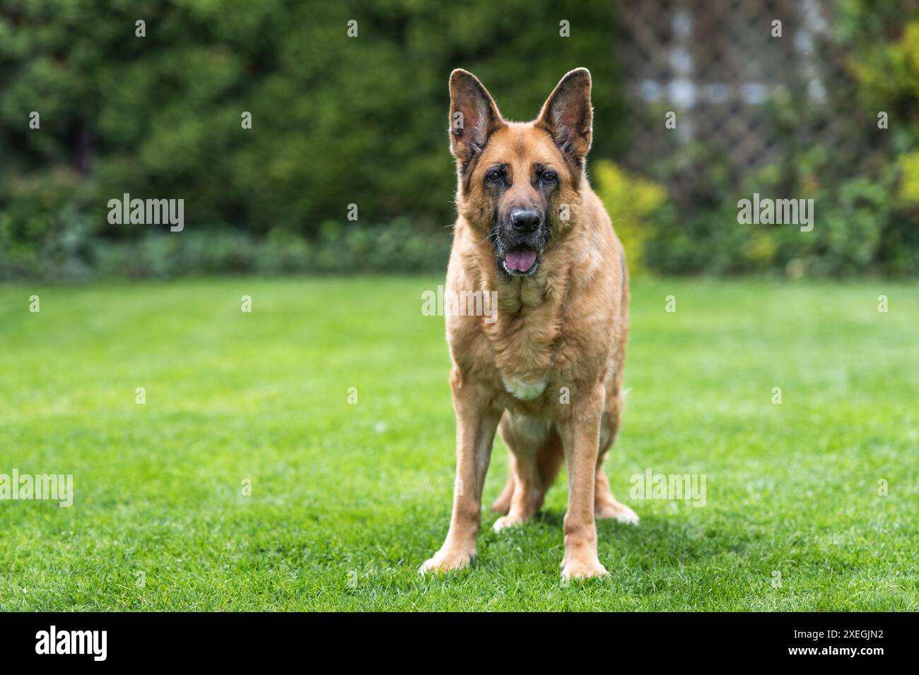 Älterer Schäferhund, der auf Gras ruht. Ganzkörper-Porträt Stockfoto