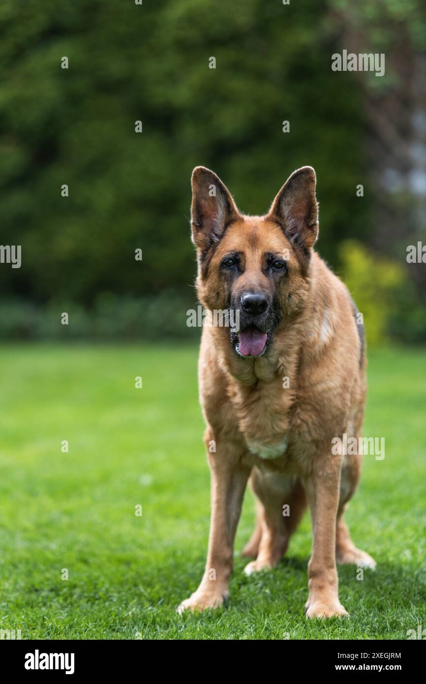 Älterer Schäferhund, der auf Gras ruht. Ganzkörper-Porträt Stockfoto