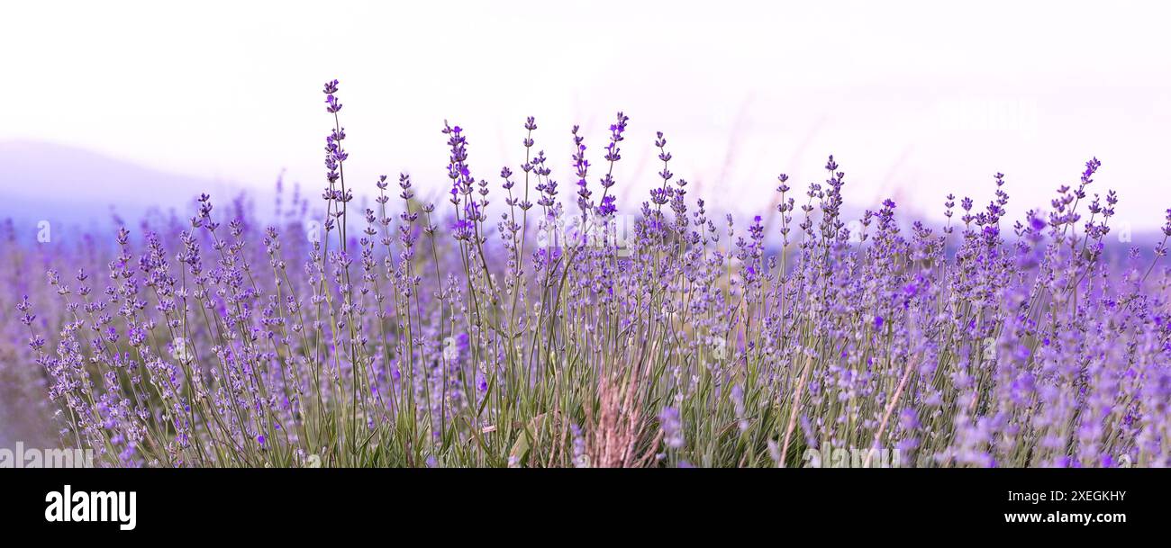 Lavendelblumen Nahaufnahme auf Himmelsbanner Hintergrund Stockfoto