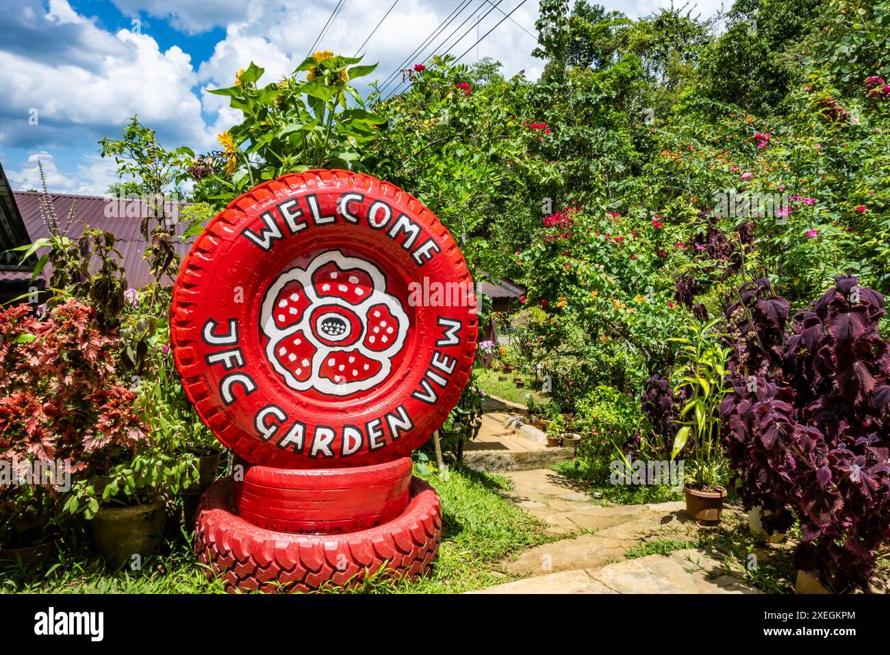 Bunt bemalt gebrauchte Reifenwerbung Rafflesia Blume blühen in ihrem Garten. Sabah, Borneo, Malaysia. Stockfoto