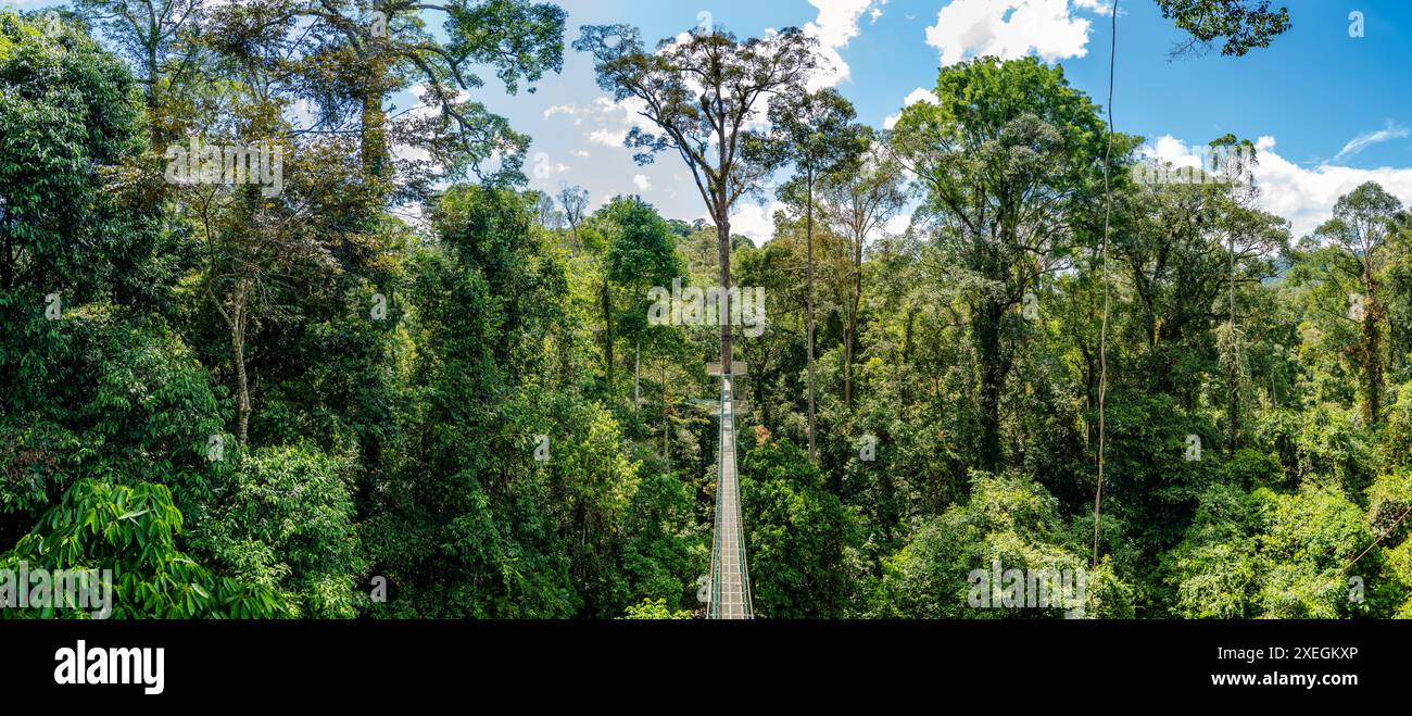 Himmelsbrücke durch üppig grünen Regenwald. Danum Valley, Sabah, Borneo, Malaysia. Stockfoto
