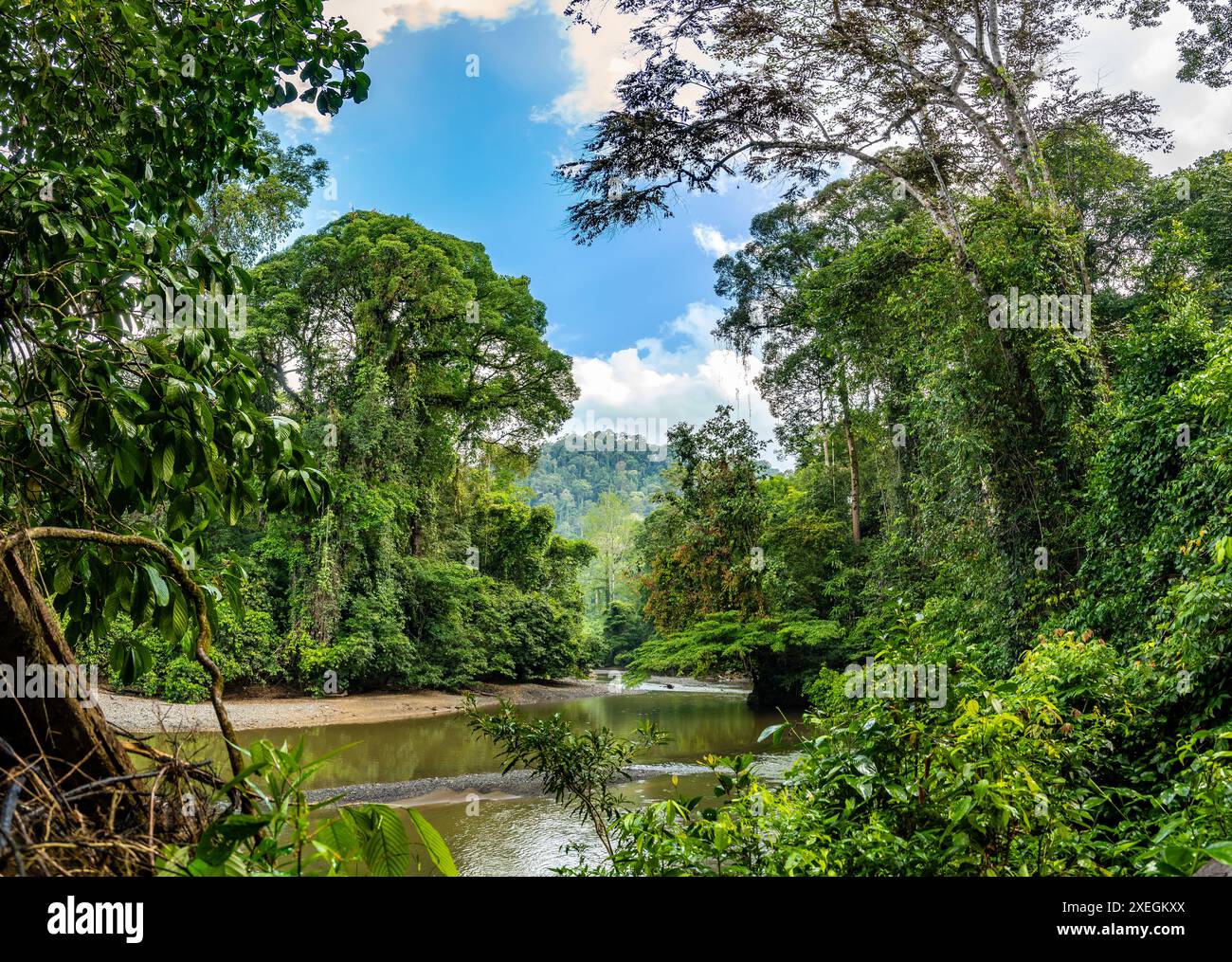 Der Danum River fließt durch üppig grünen Regenwald. Danum Valley, Sabah, Borneo, Malaysia. Stockfoto