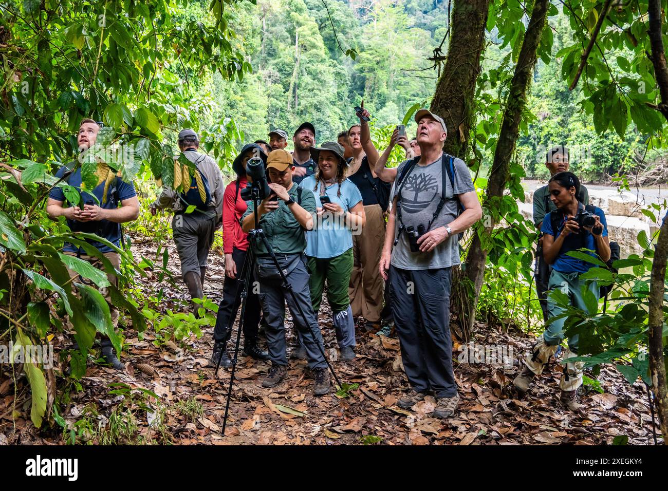 Touristen aus der ganzen Welt genießen die Beobachtung der Tierwelt im üppig grünen Regenwald. Danum Valley, Sabah, Borneo, Malaysia. Stockfoto