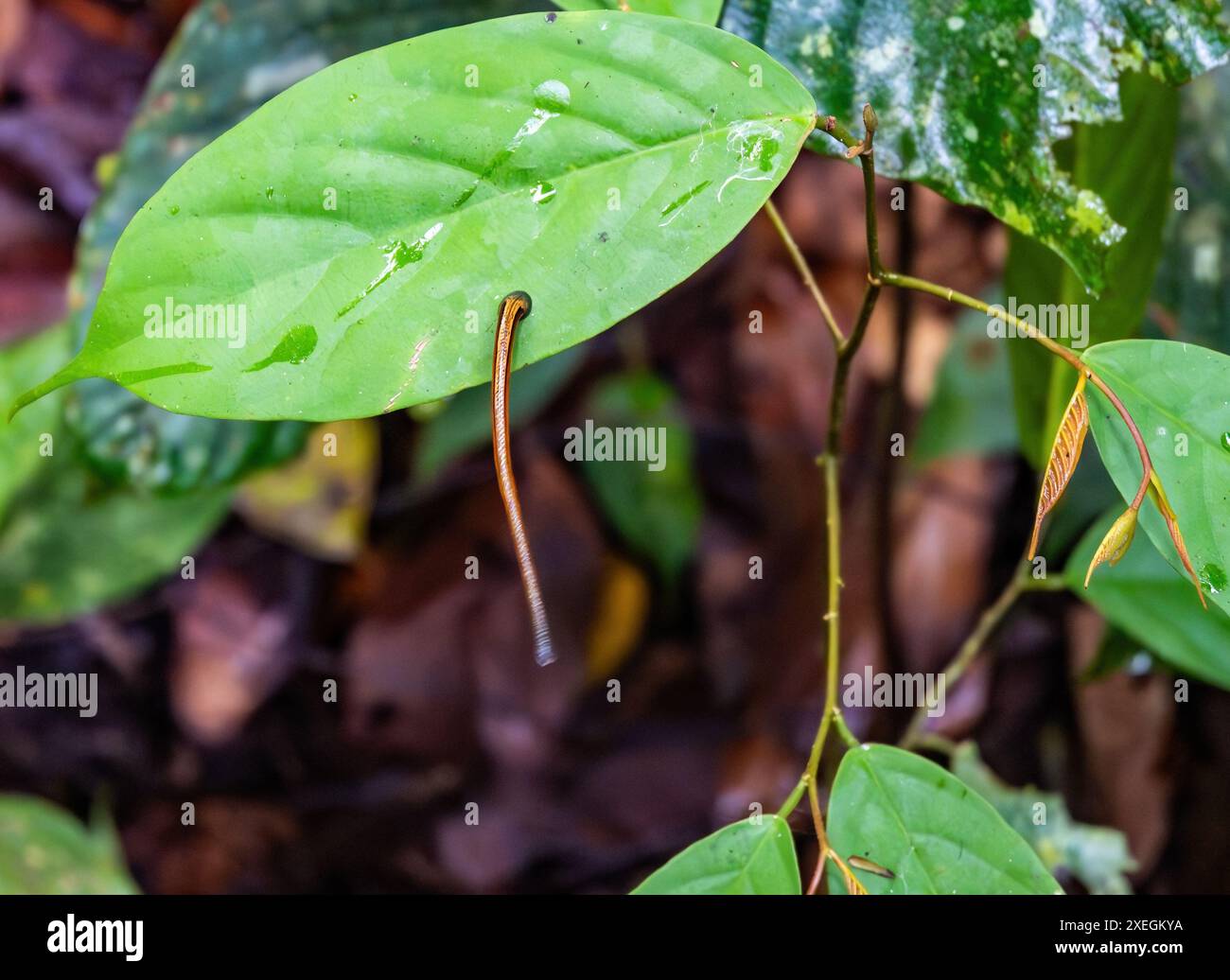 Ein Tiger Leech (Haemadipsa picta), der aus einem Blatt ragt. Danum Valley, Sabah, Borneo, Malaysia. Stockfoto